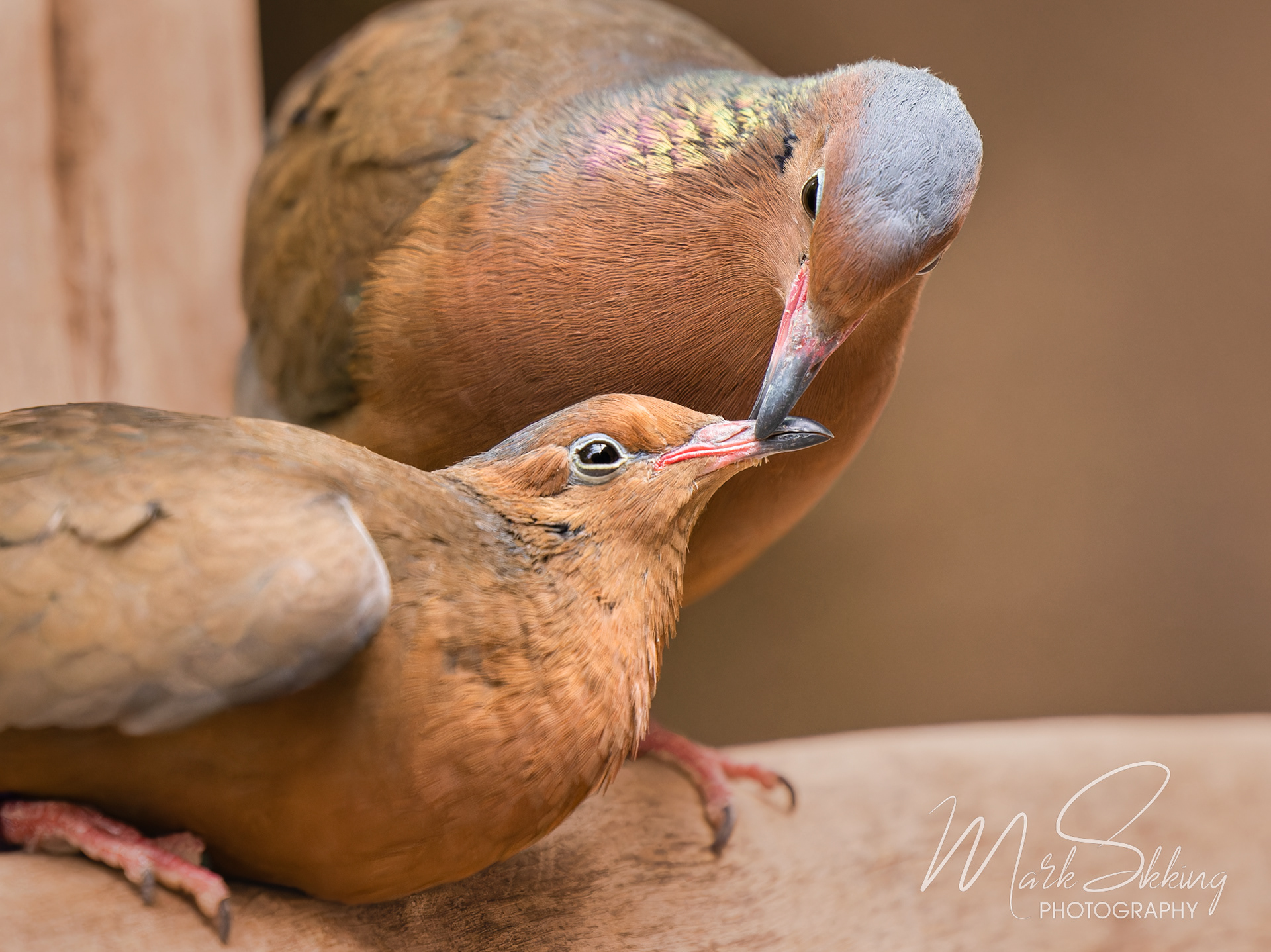 Socorro dove (Zenaida graysoni), Burgers' Zoo, Netherlands