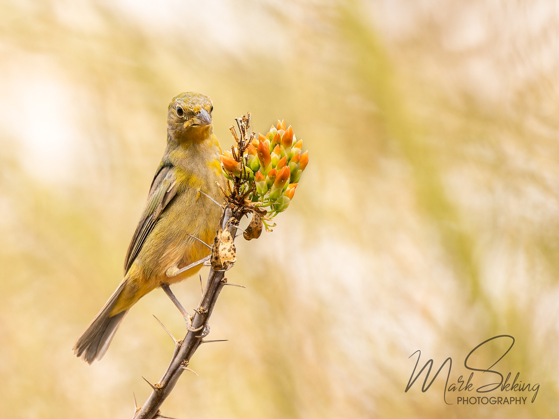 Painted bunting (Passerina ciris), Burgers' Zoo, Netherlands