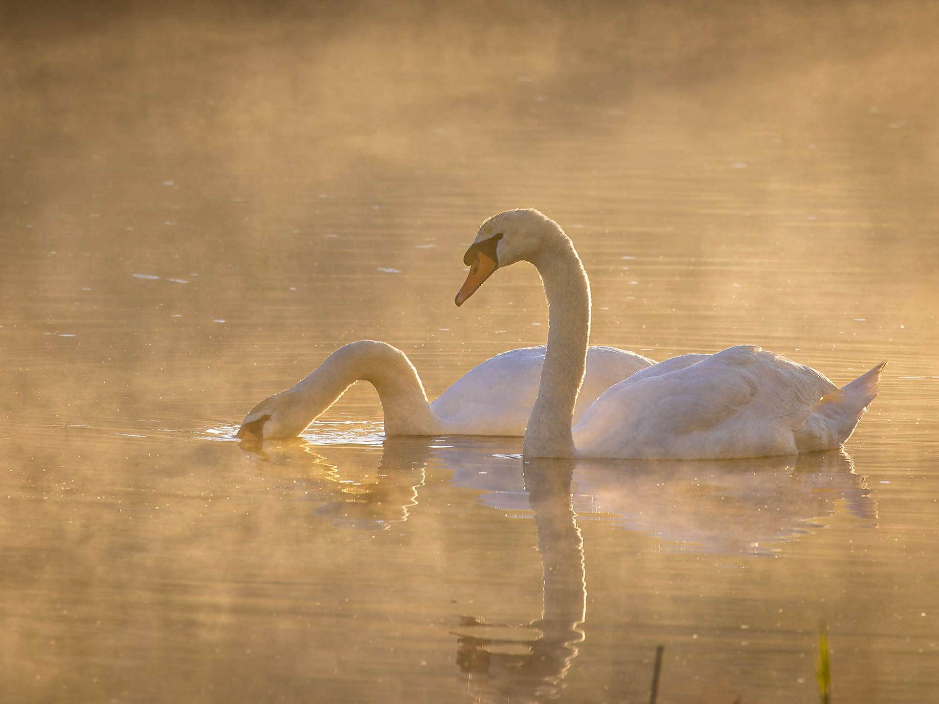 Mute swan (Cygnus olor), Netherlands