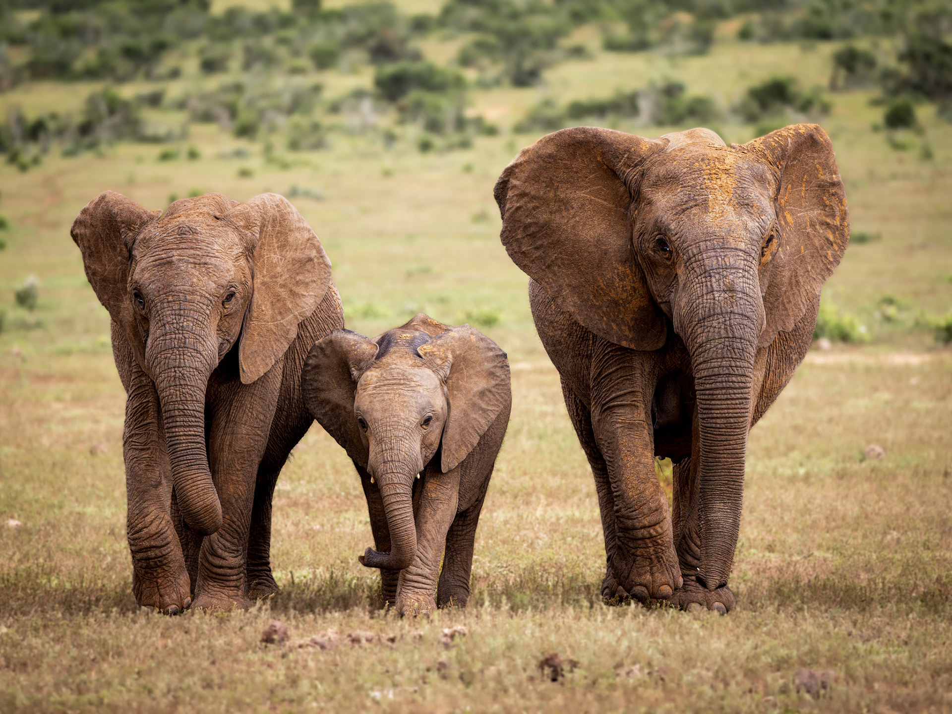 African savanna elephant (Loxodonta africana), South Africa