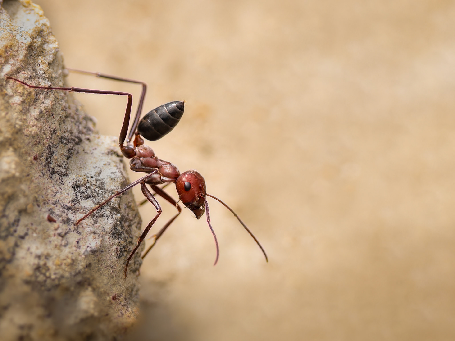 Balkan desert ant (Cataglyphis nodus), Greece