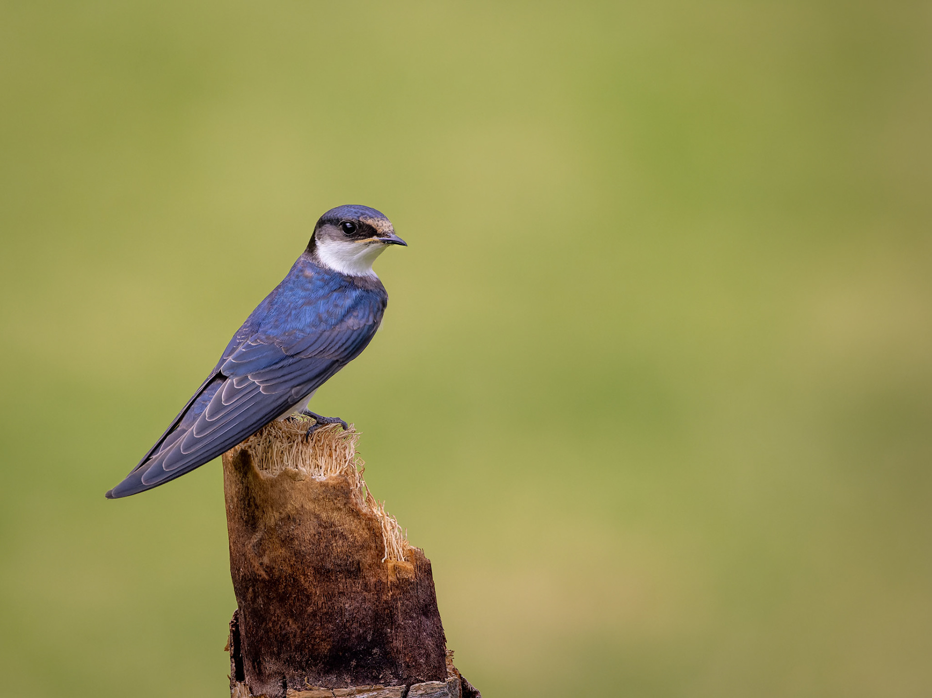 White-throated swallow (Hirundo albigularis), South Africa