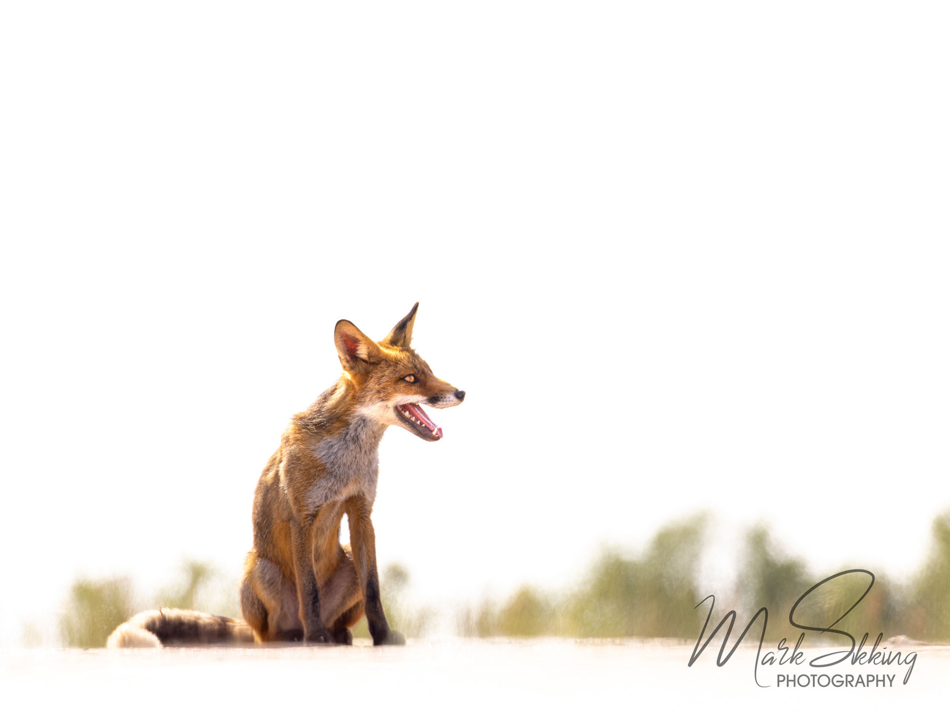 European red fox (Vulpes vulpes crucigera), Netherlands