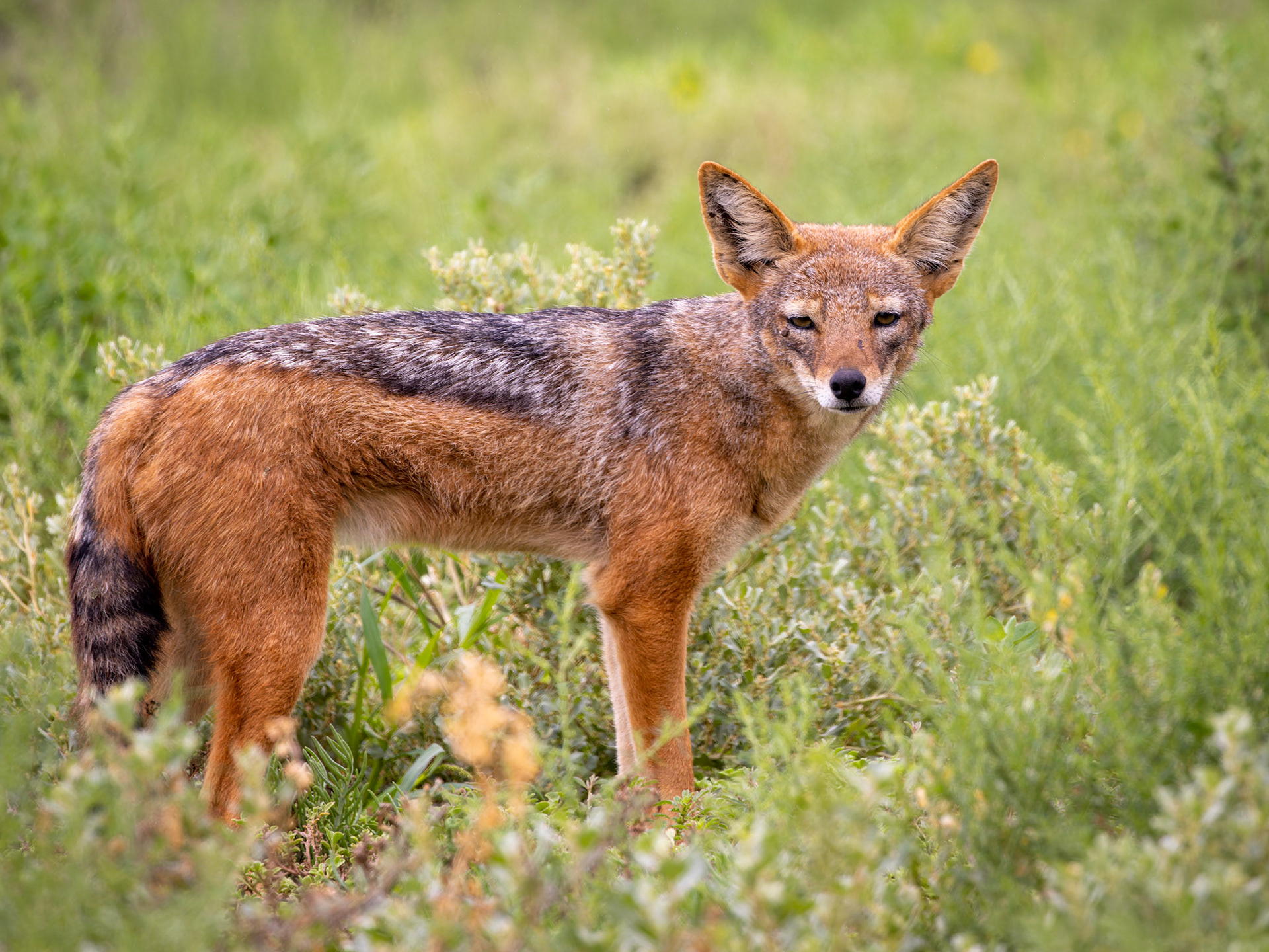 Cape black-backed jackal (Lupulella mesomelas mesomelas), South Africa