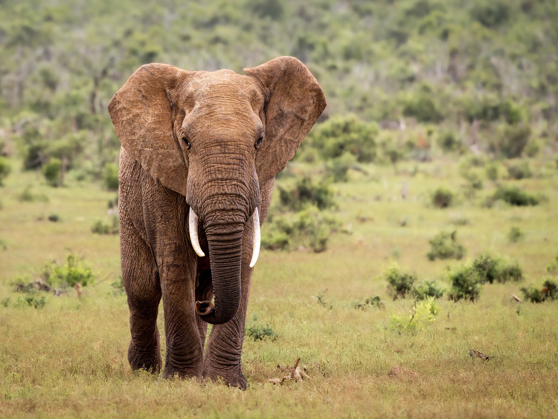 African savanna elephant (Loxodonta africana), South Africa