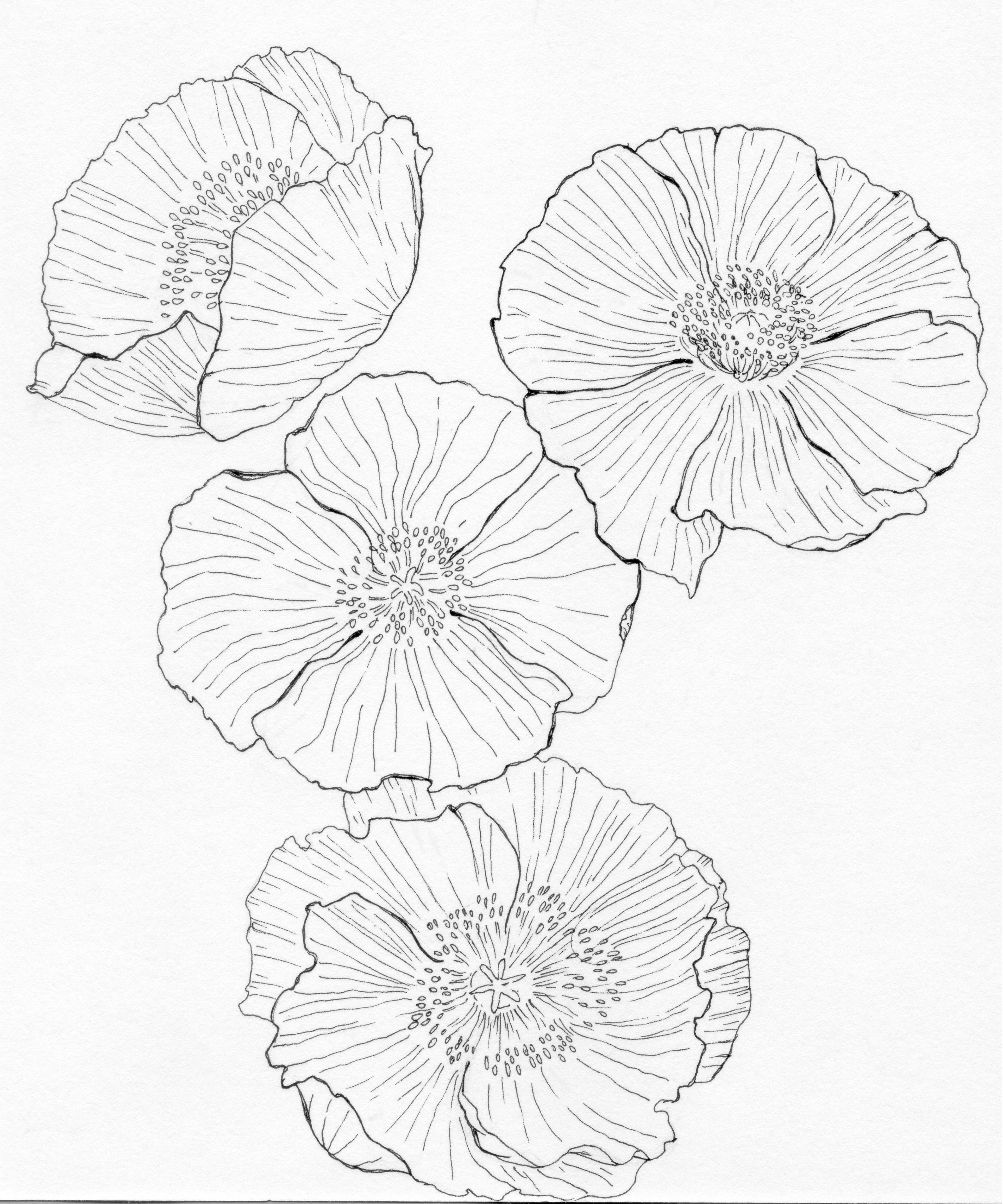 Peonies Illustration ink pen