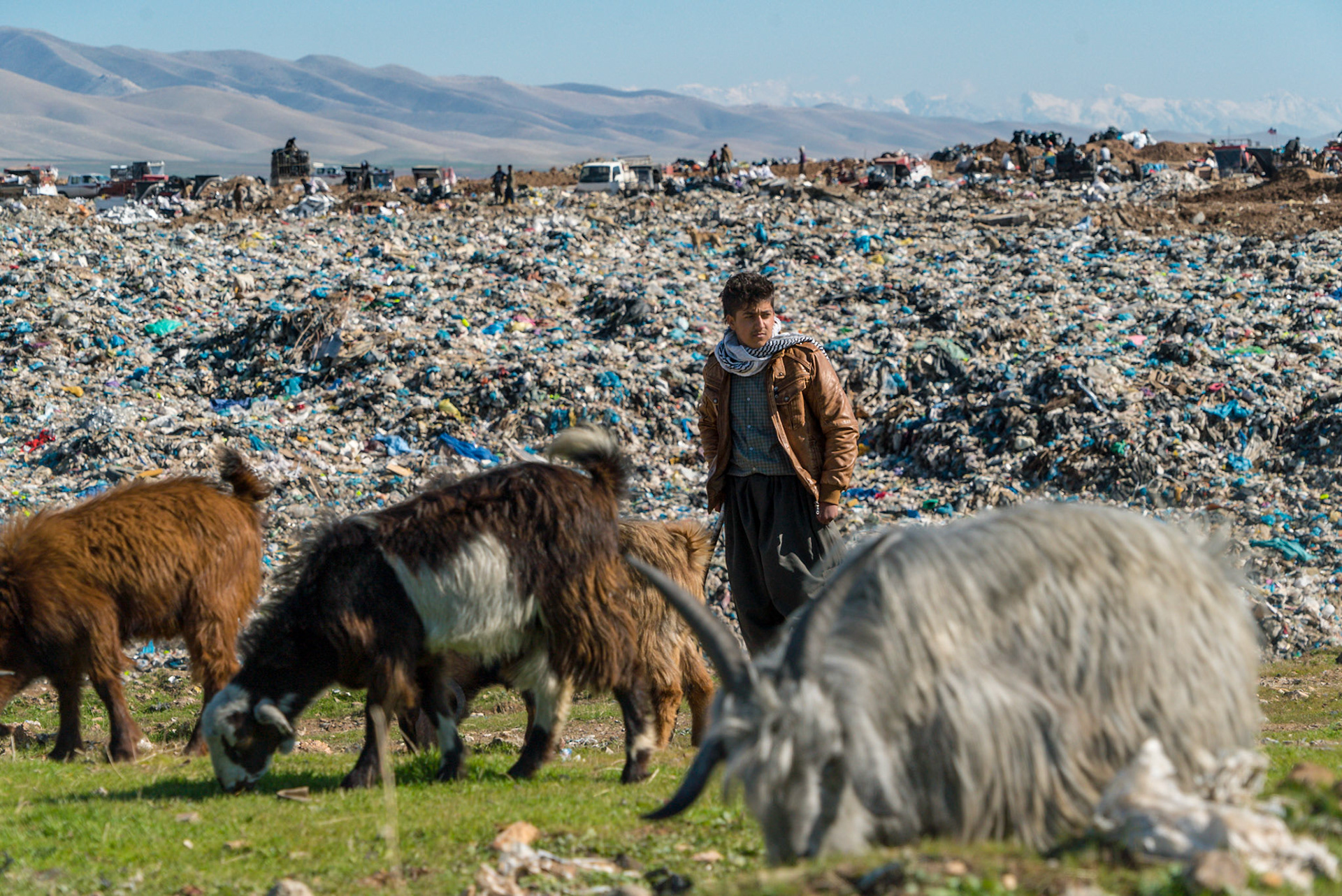 The mountain of trash, and a shepherds feeding his goats at the Sulaimaniyah city dump.