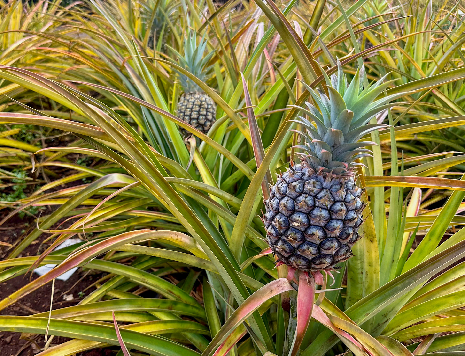 Dole Plantation