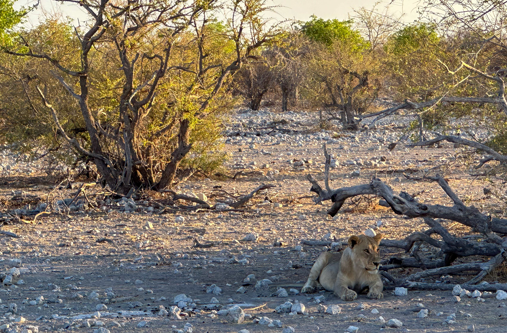 Etosha