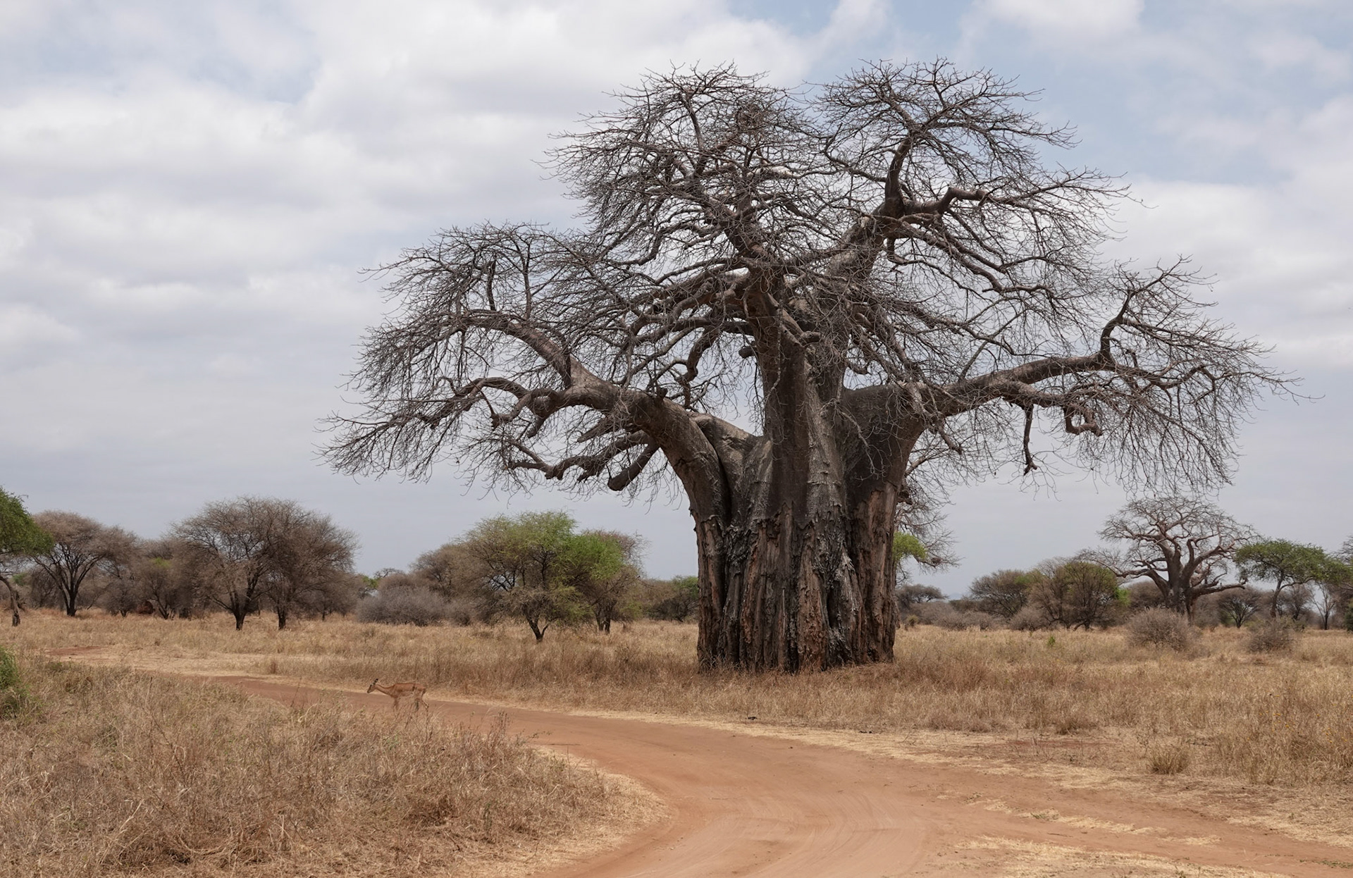 Baobab Baum im Tarangire NP