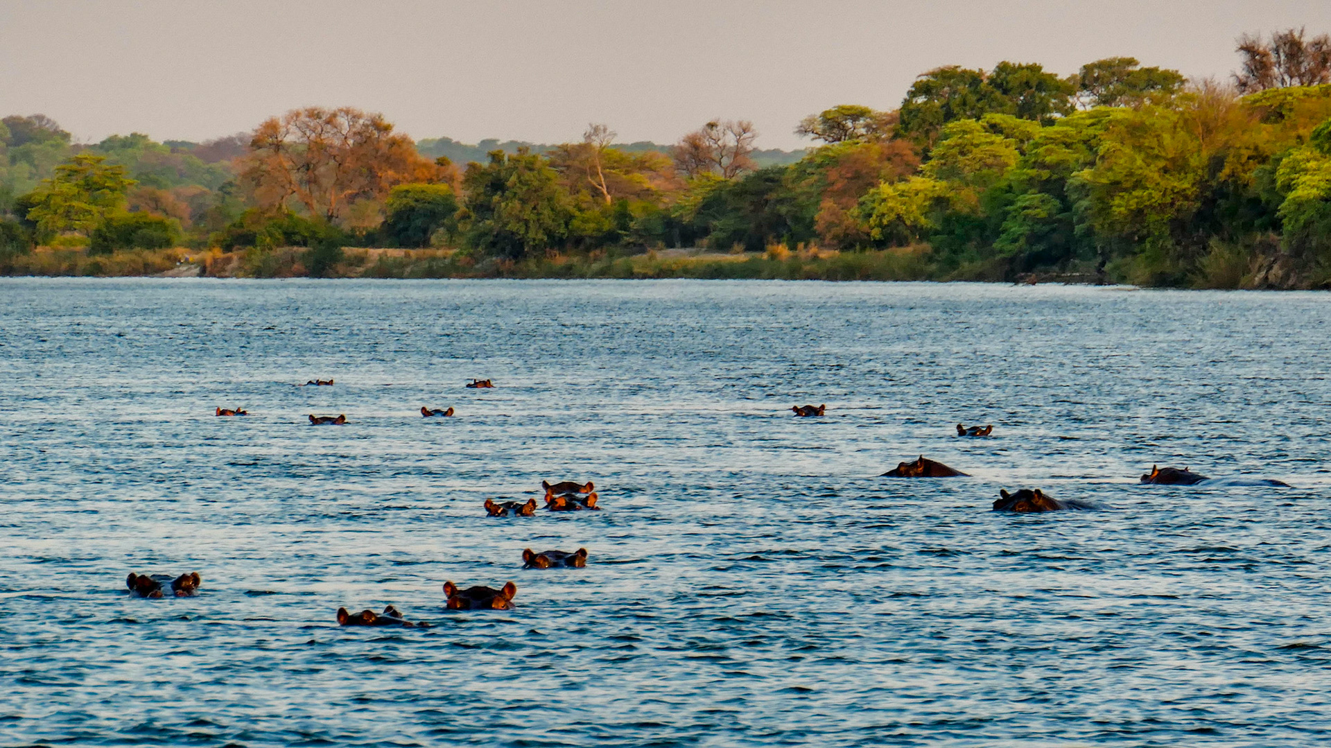 Hippos im Kavango