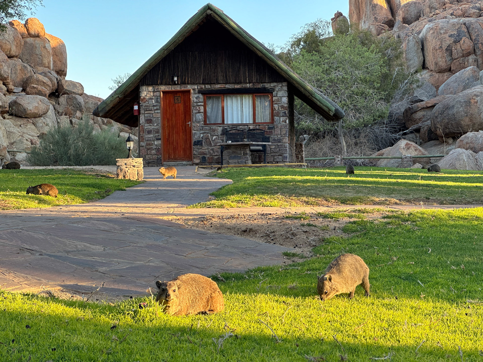 Klippschliefer vor unserer Hütte