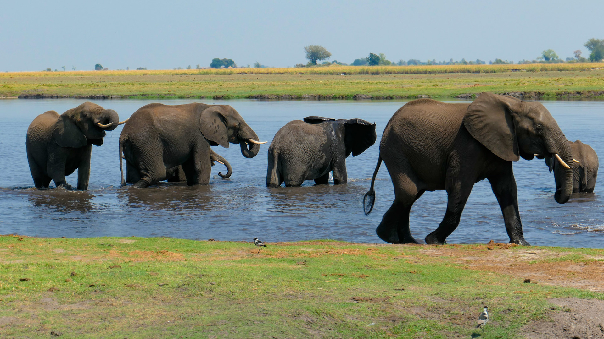 Chobe Nationalpark, Botswana