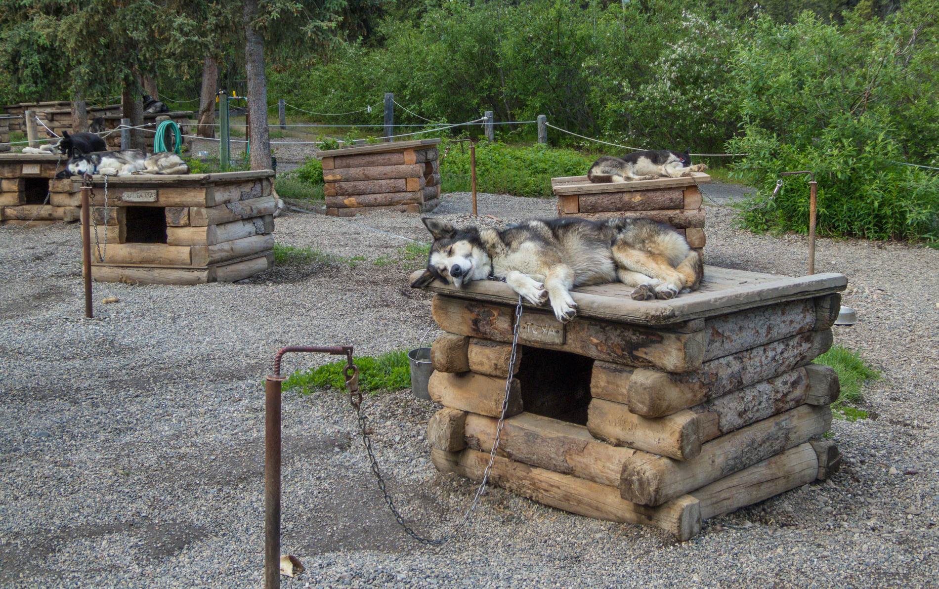 Schlittenhunde im Denali NP