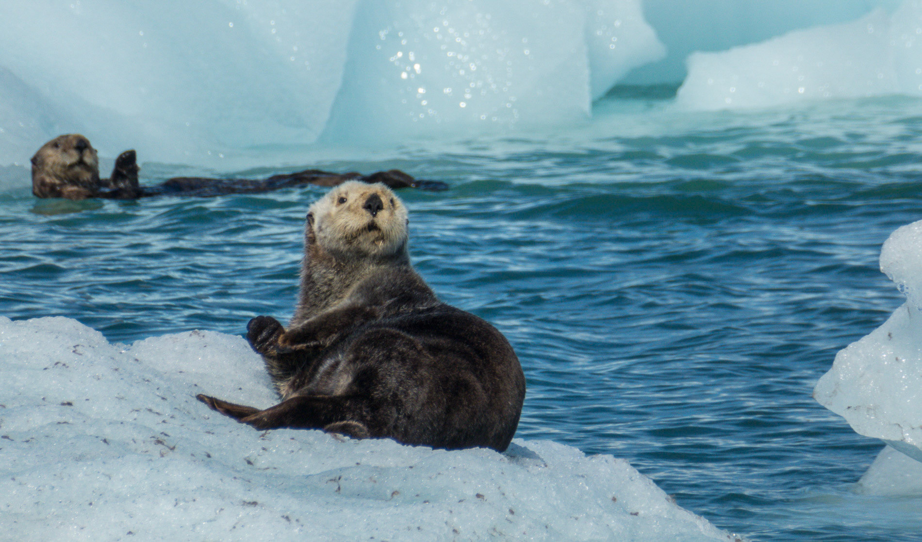 Seeotter auf Schorle