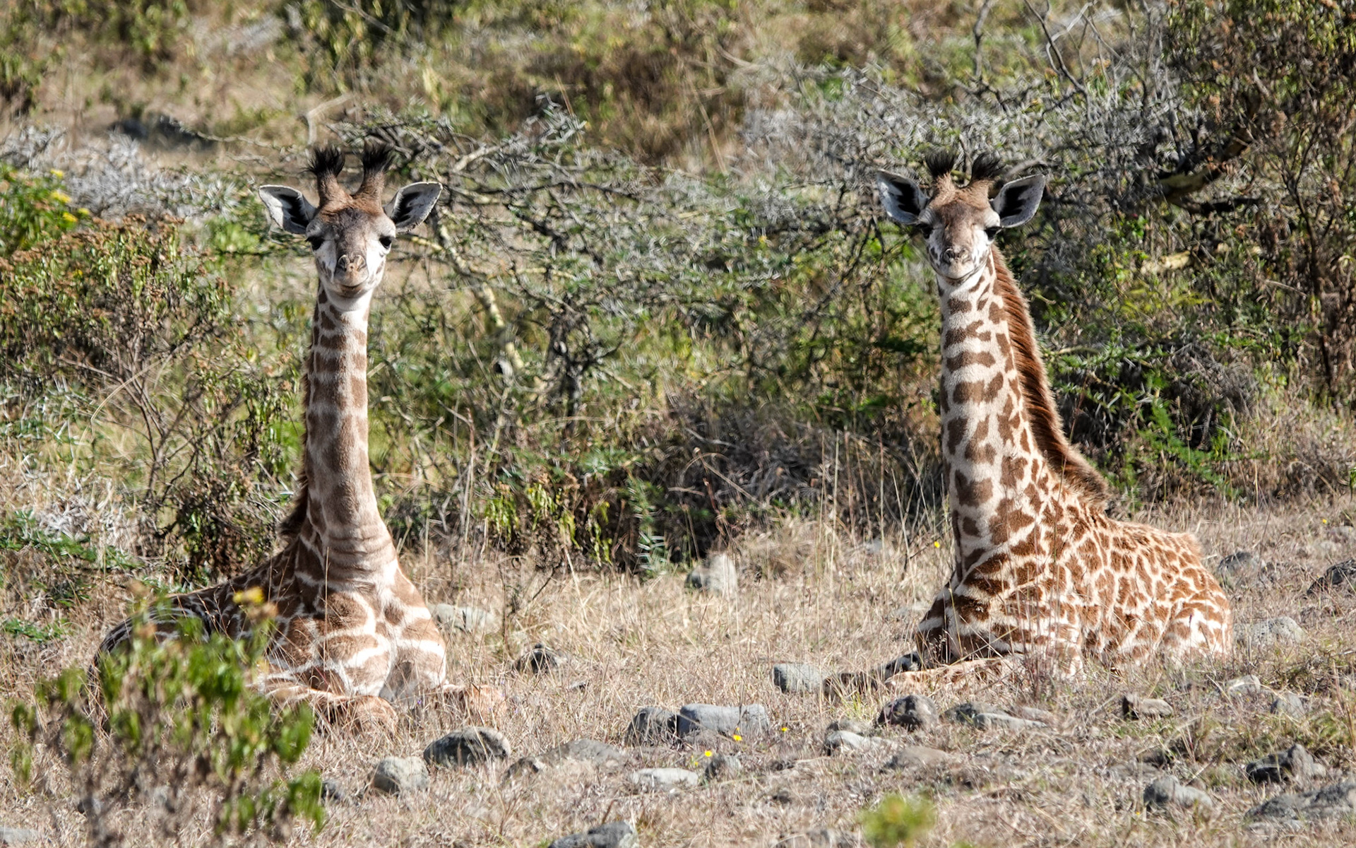 sitzende Giraffen