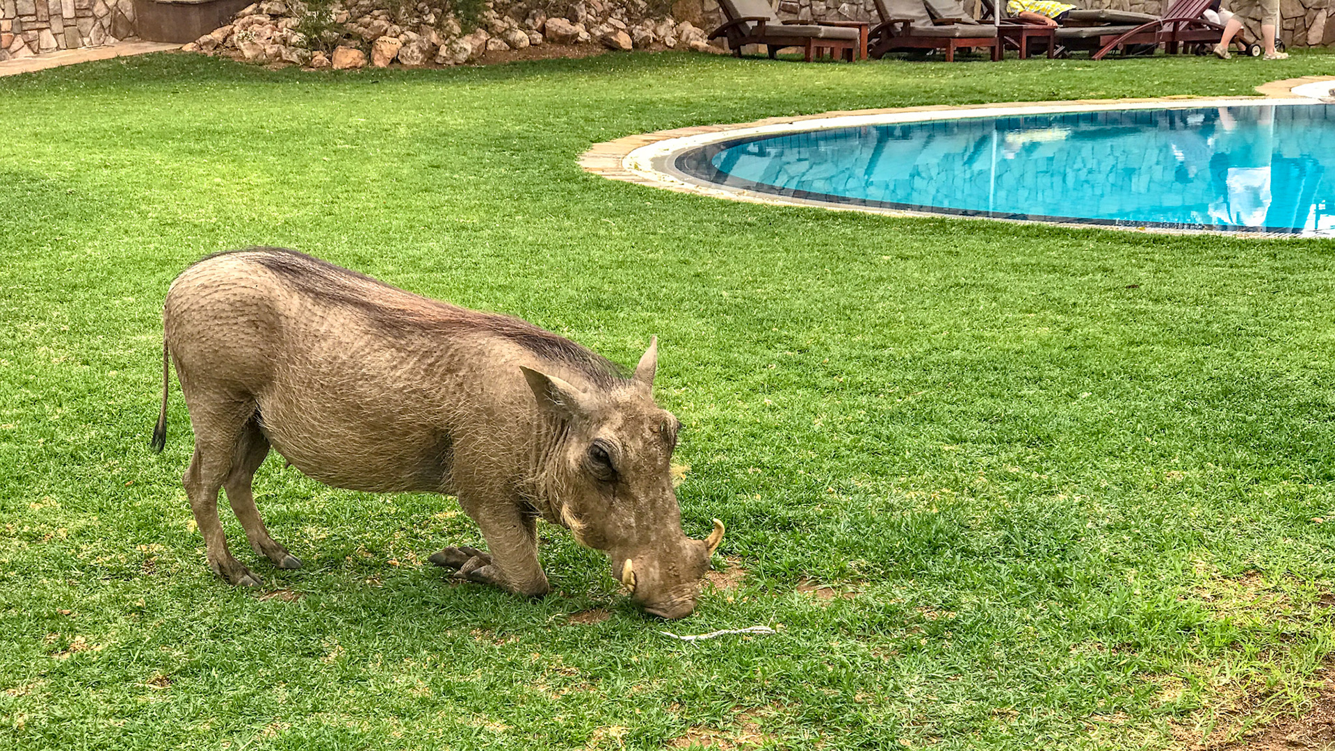 Rasenmäher (Warzenschwein)