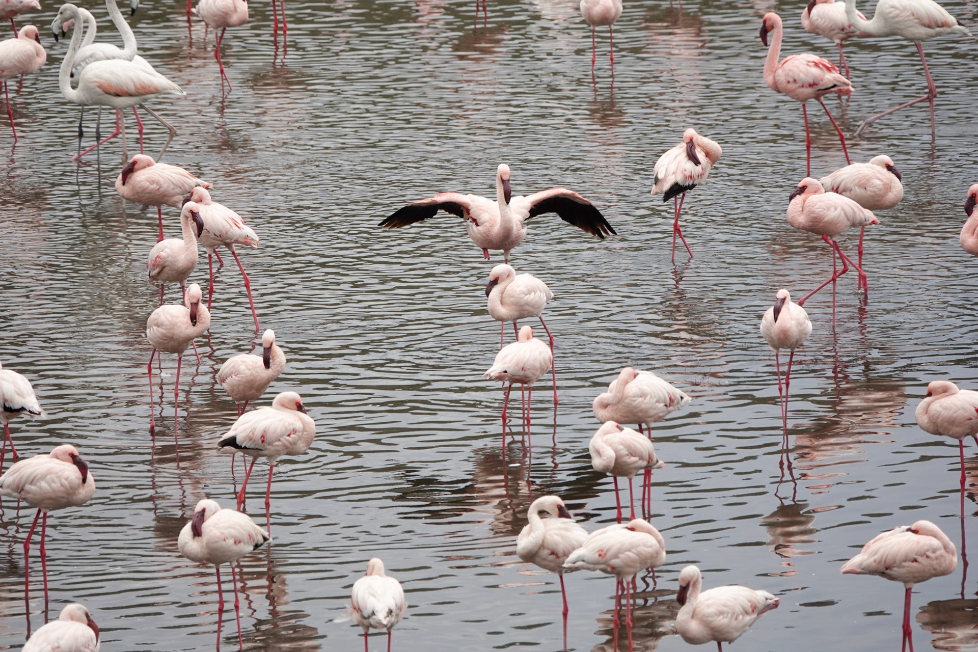 Flamingos in den Momella Seen