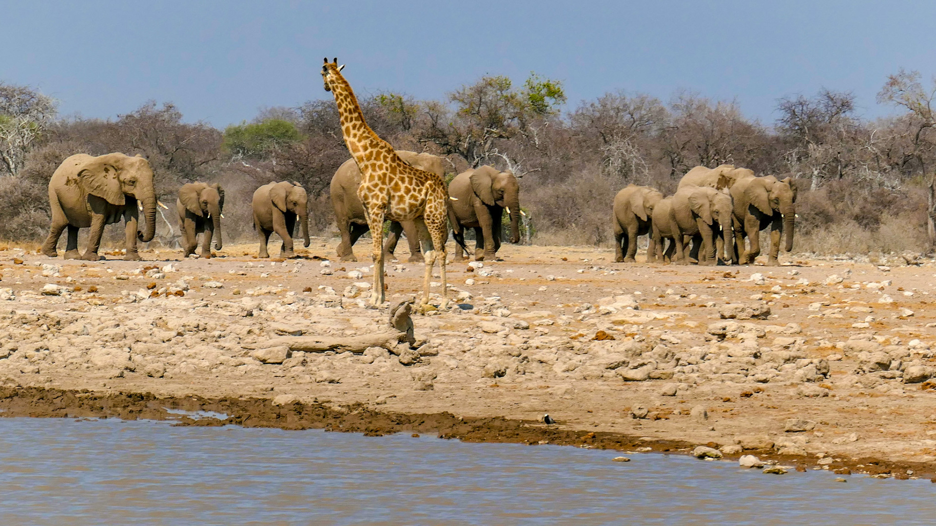 "Hilfe, die bekloppten Elefanten kommen"