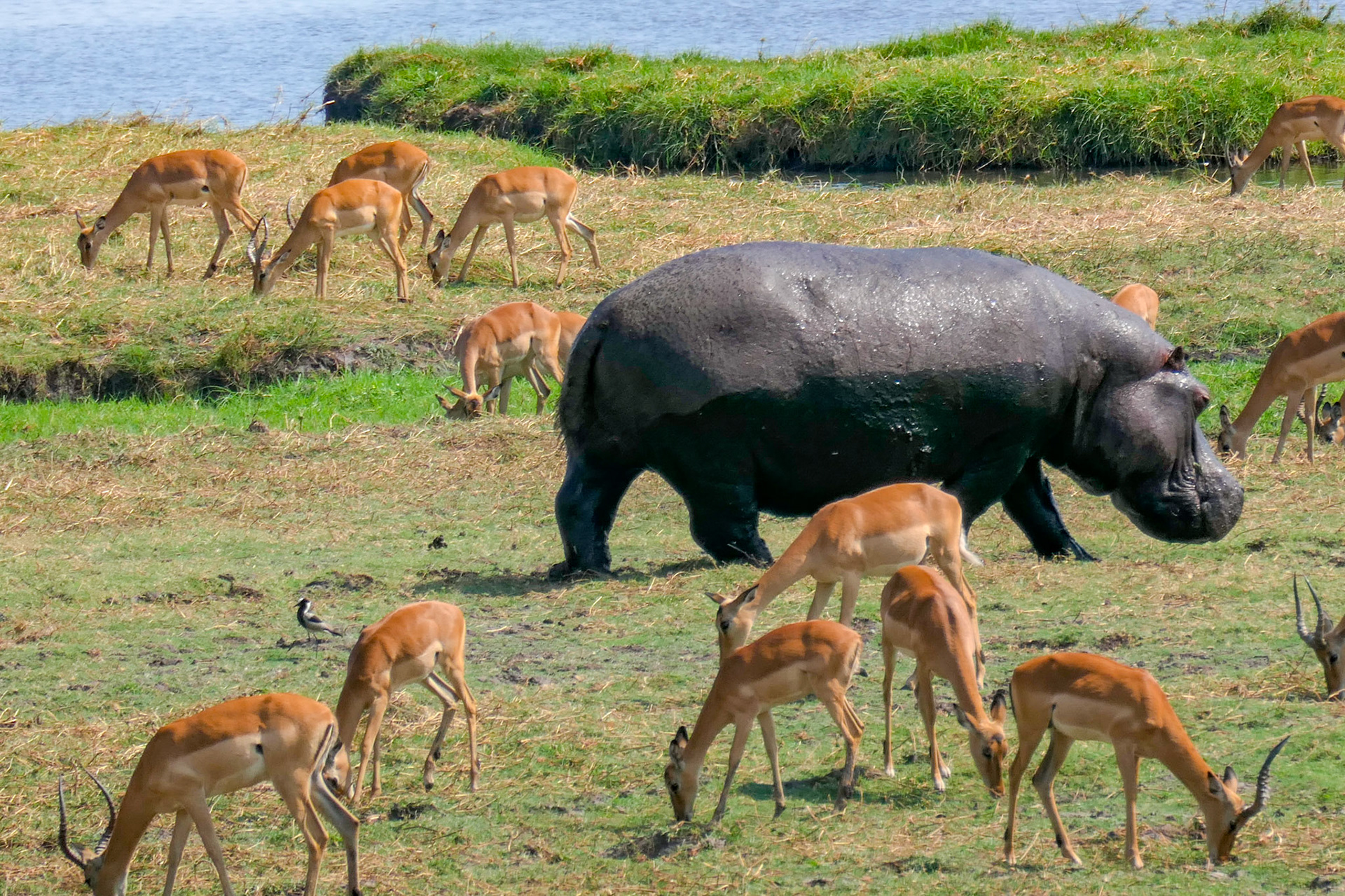 Chobe Nationalpark, Botswana