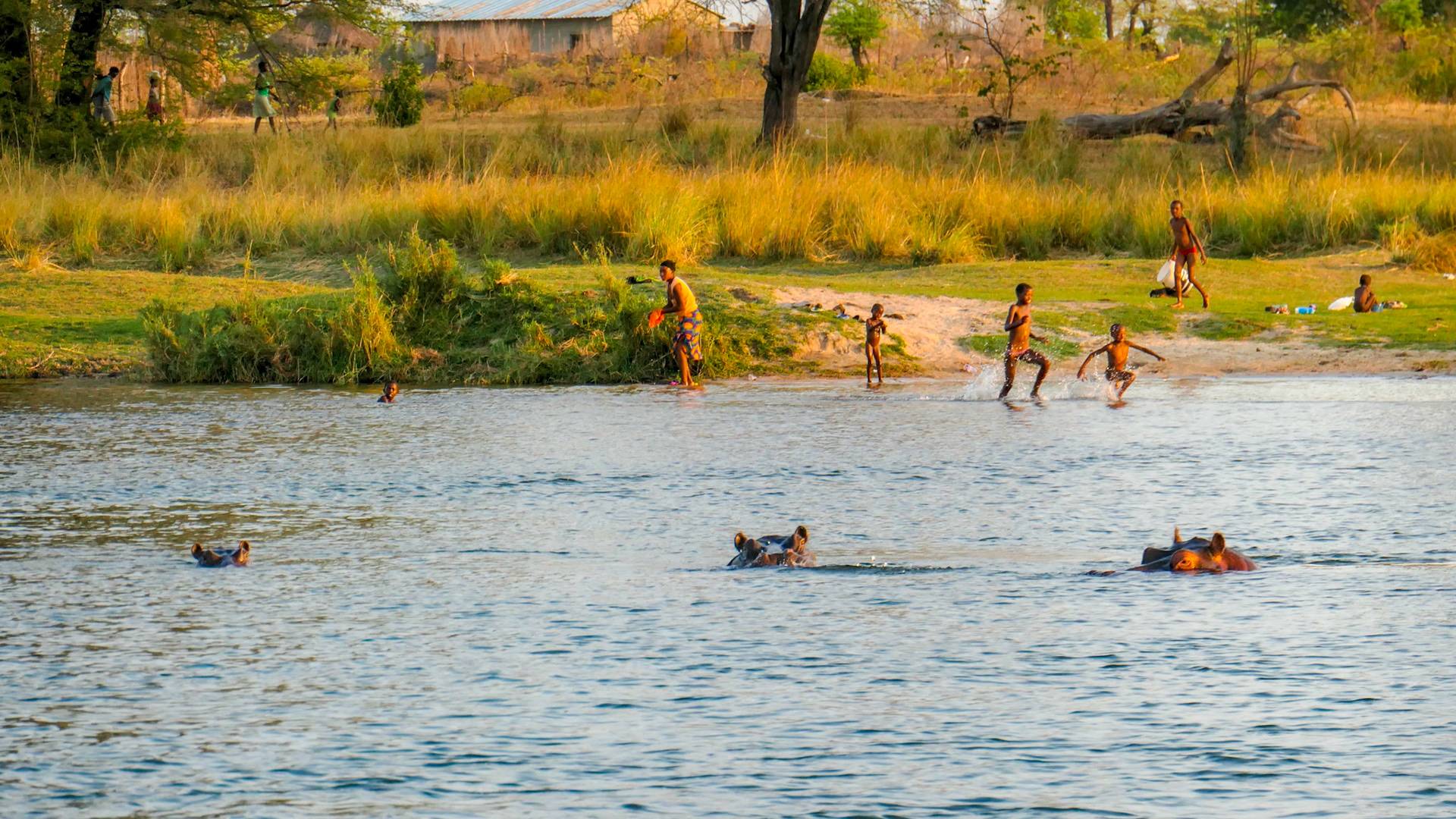 Hippos im Kavango