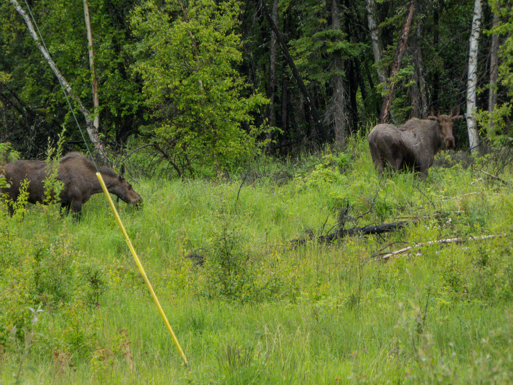 wieder am Staßenrand :-)
