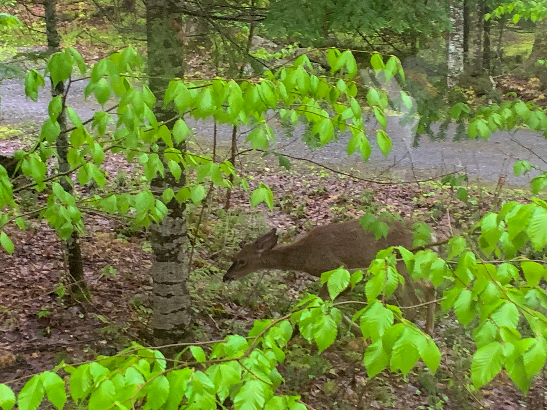 Reh (direkt am Wohhmobil)