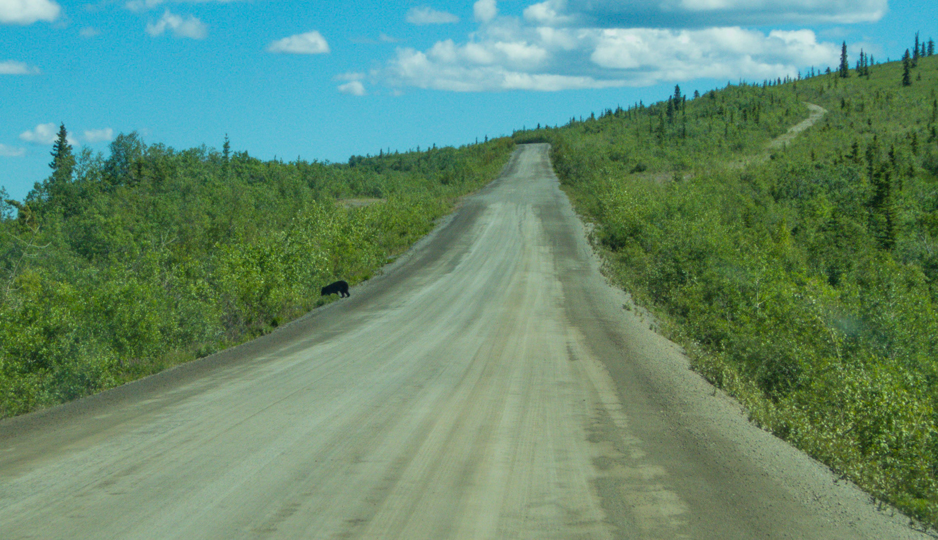ein kleiner Bär auf dem top of the world highway
