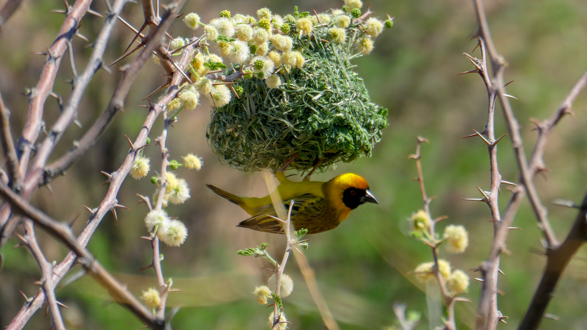 Weber-Vogel baut (s)ein Nest