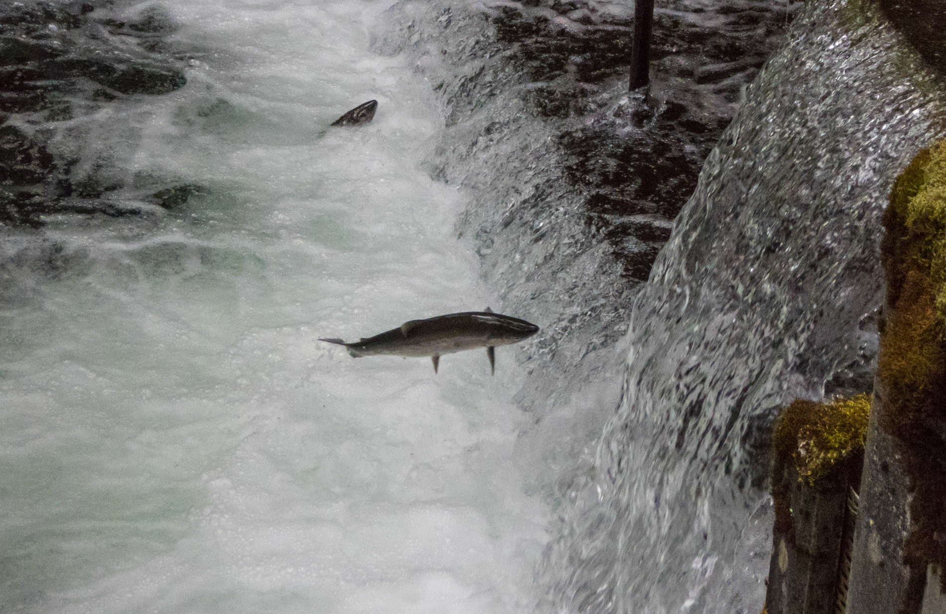 Lachse, stromaufwärts