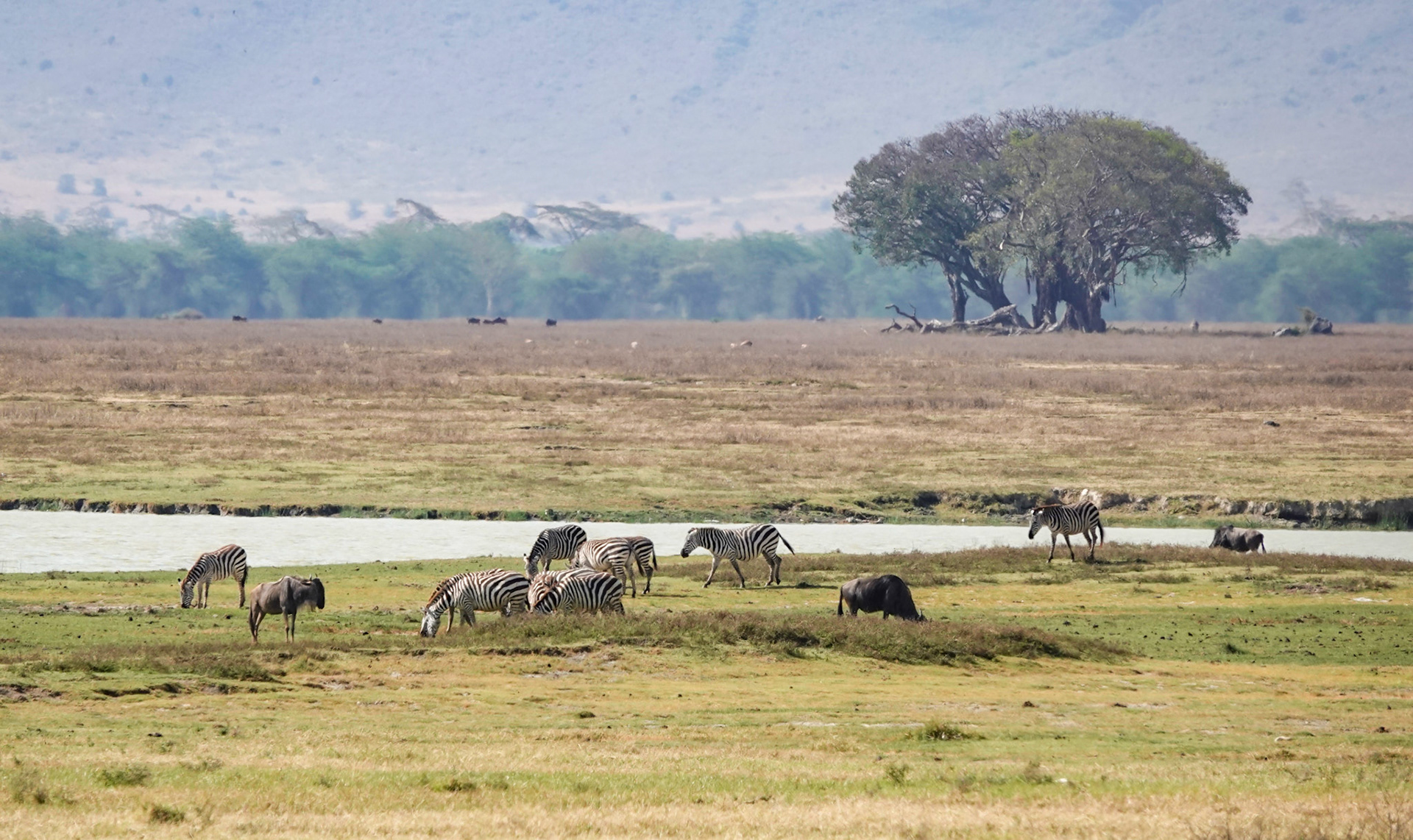 im Ngorongoro-Krater