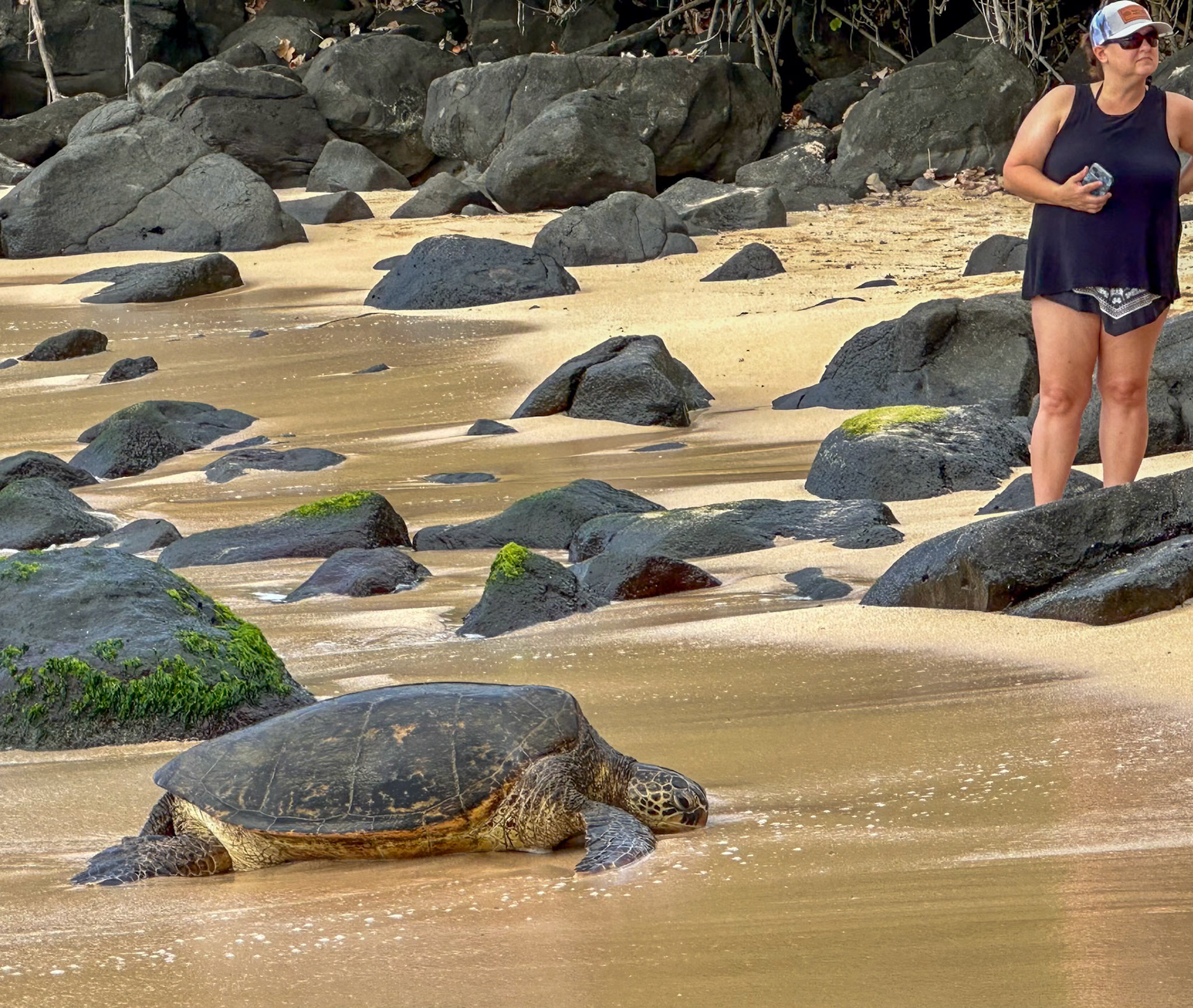 Honu am Laniakea Beach, Oahu