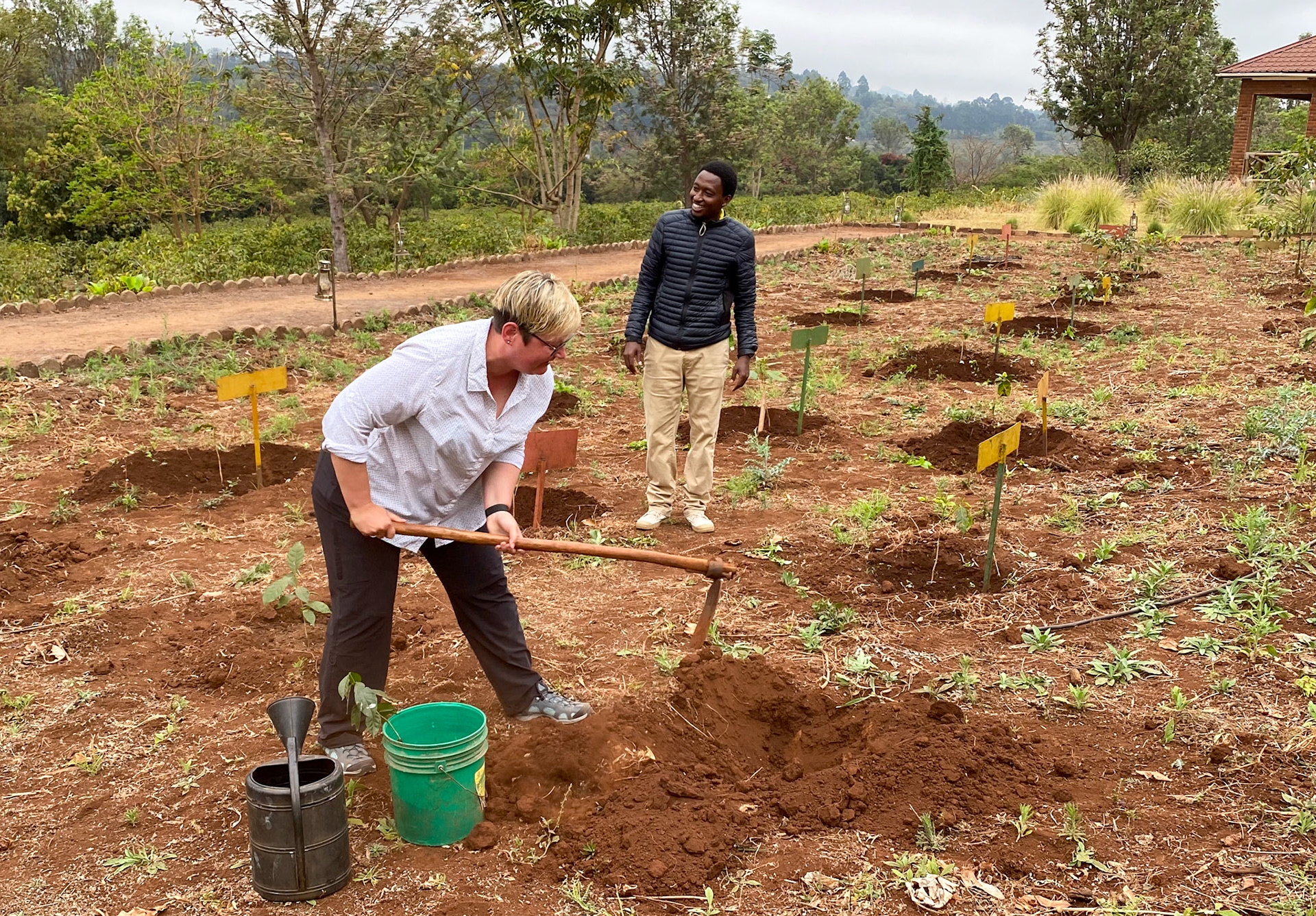 setzen eines neues Kaffee Baums (mit den Namen "haraka haraka")