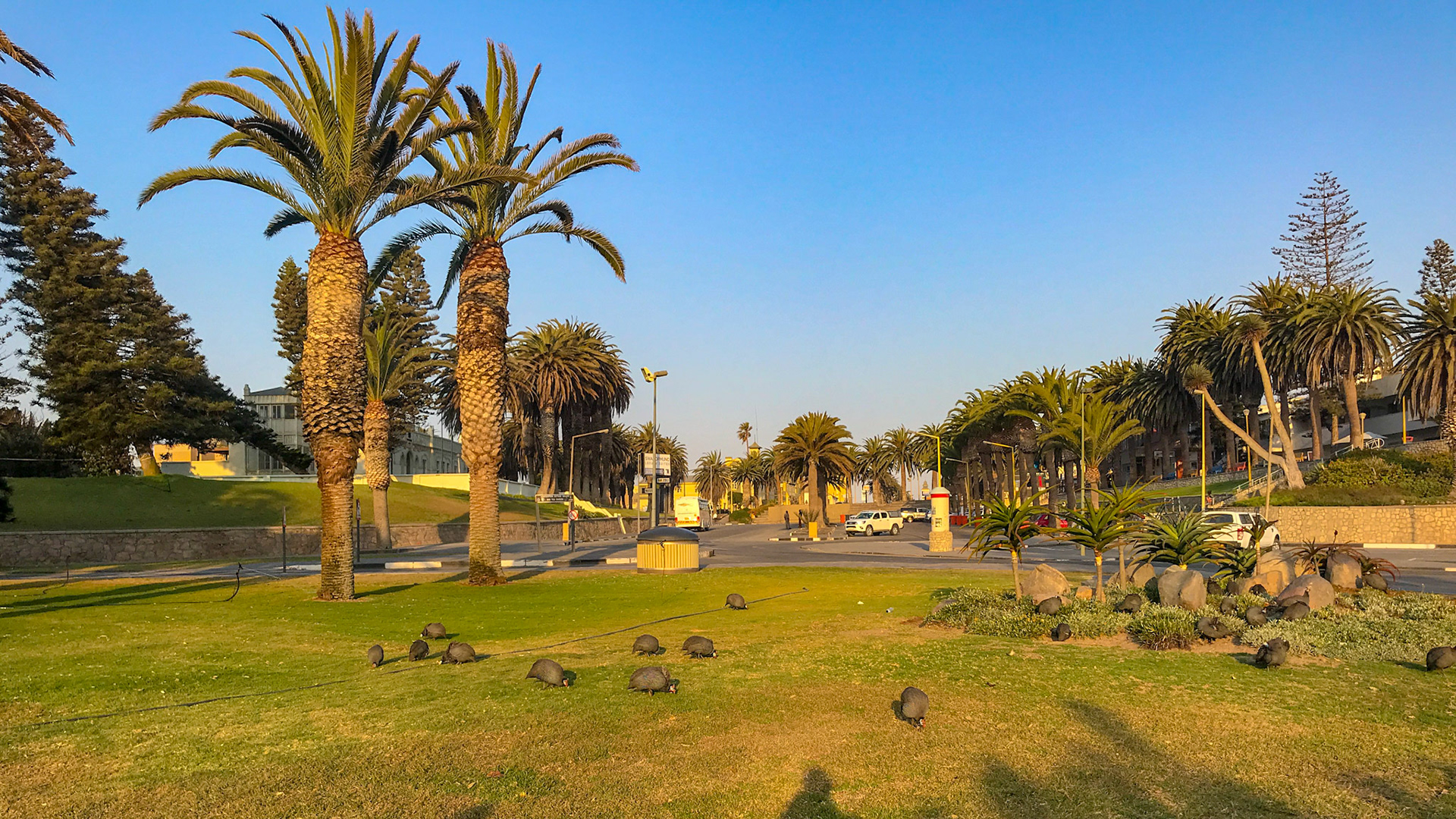 Hühner (Windbeutel :-)