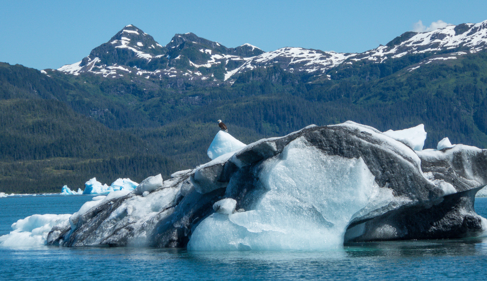 noch ein Eisberg - mit Adler