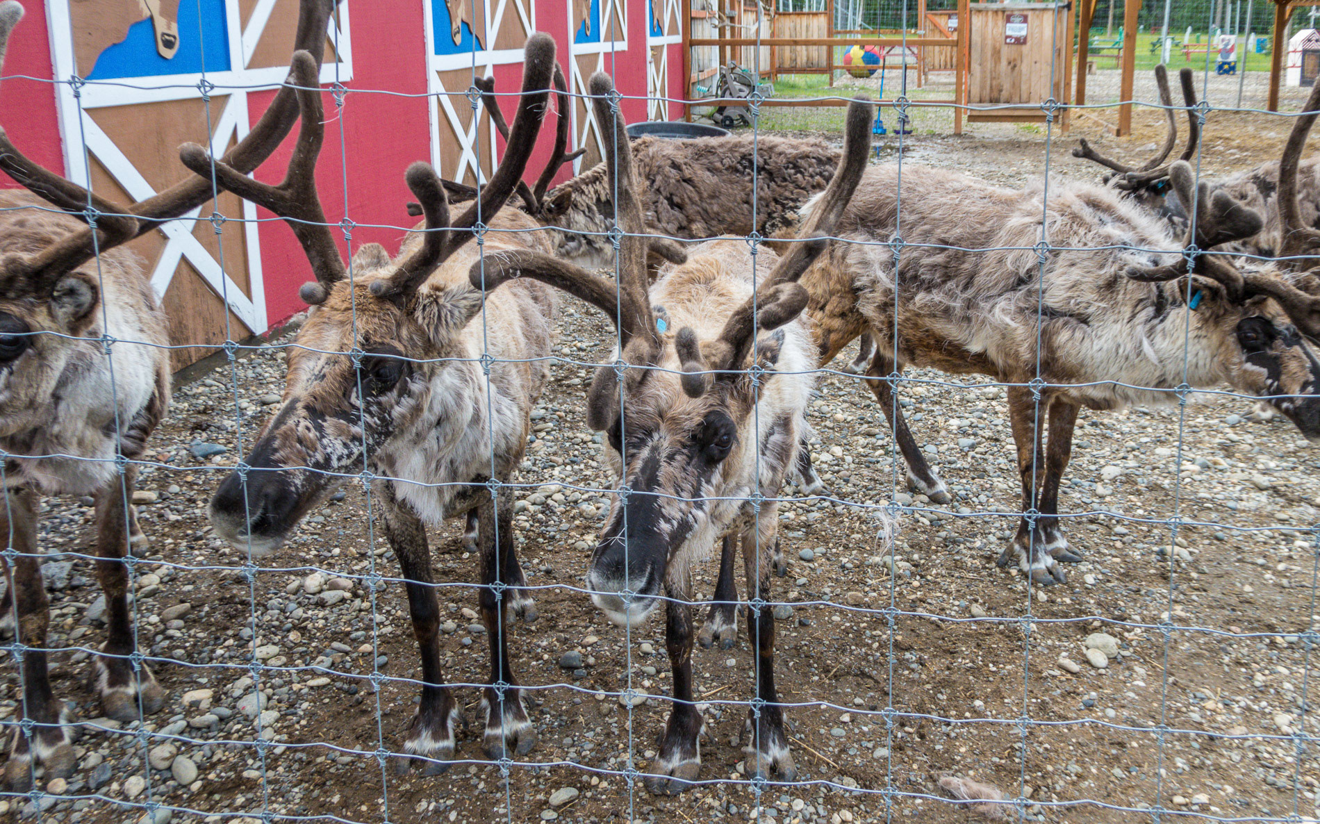 Rentiere in North Pole