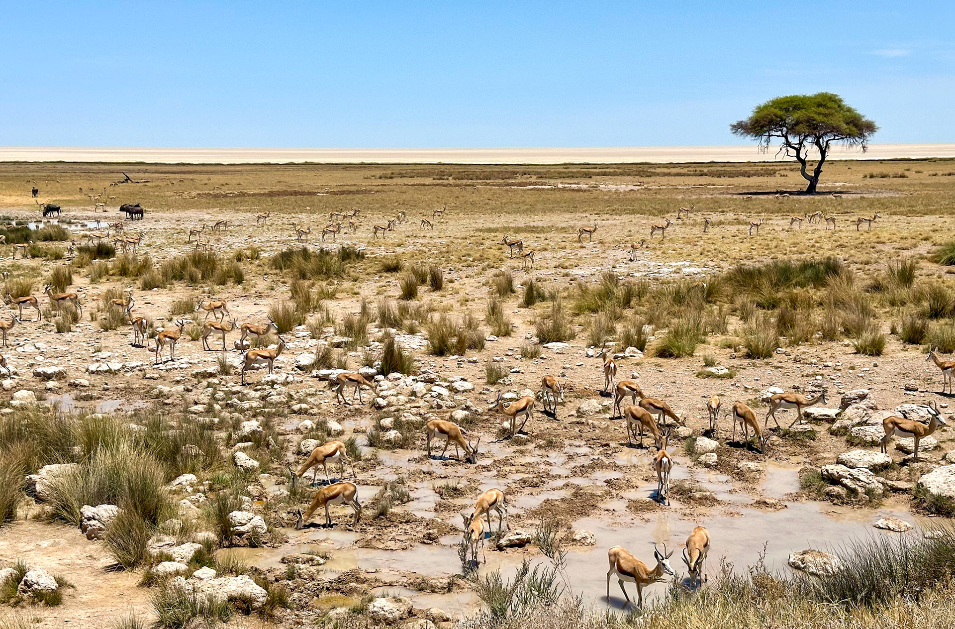 Etosha