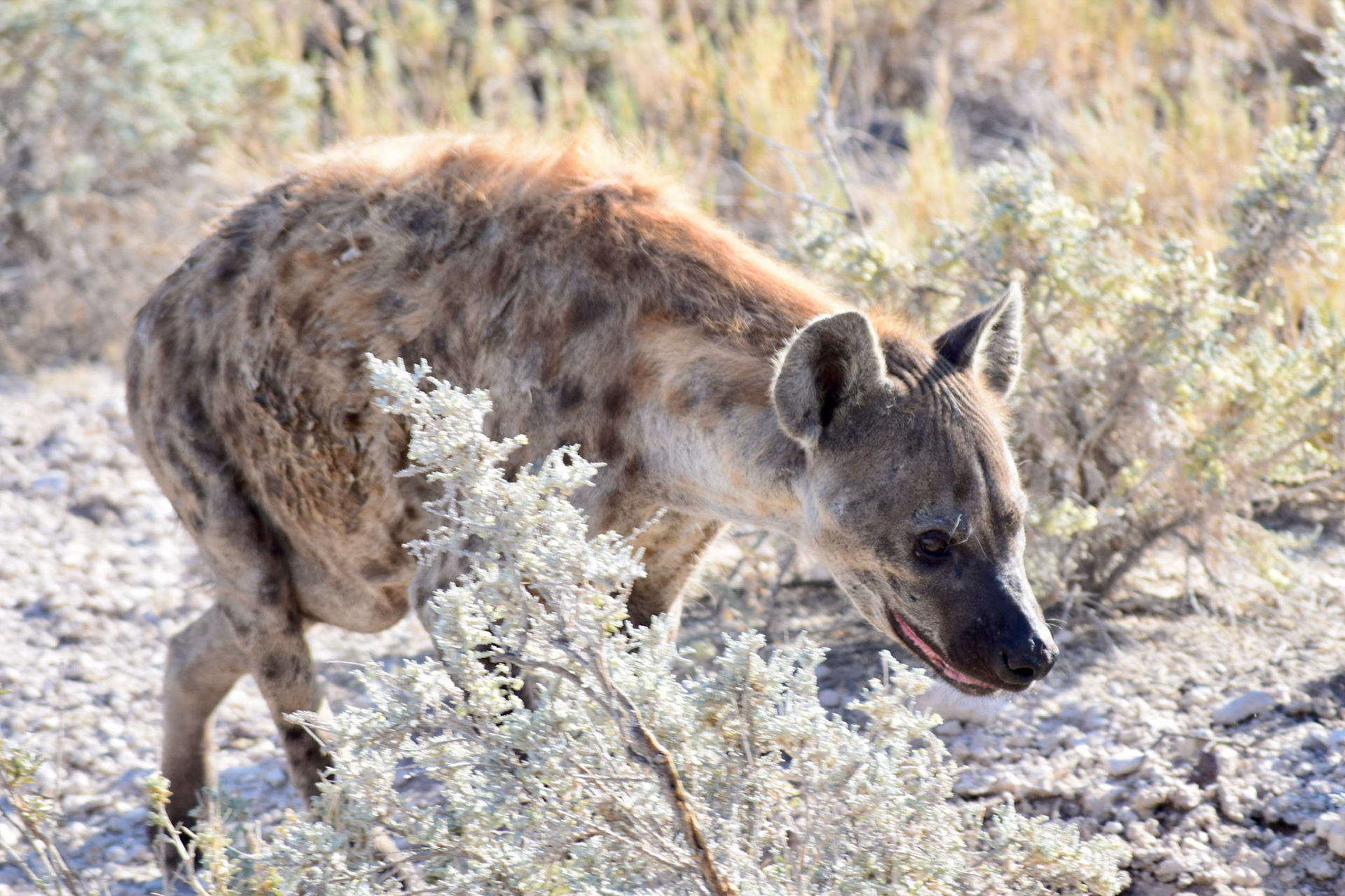 Etosha