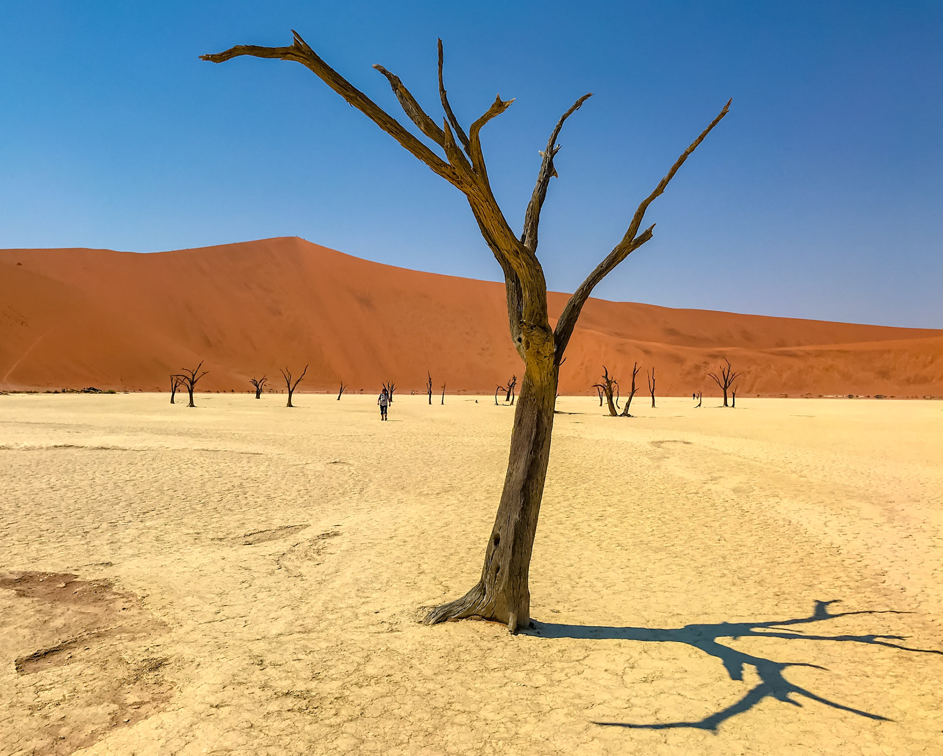 Dead Vlei