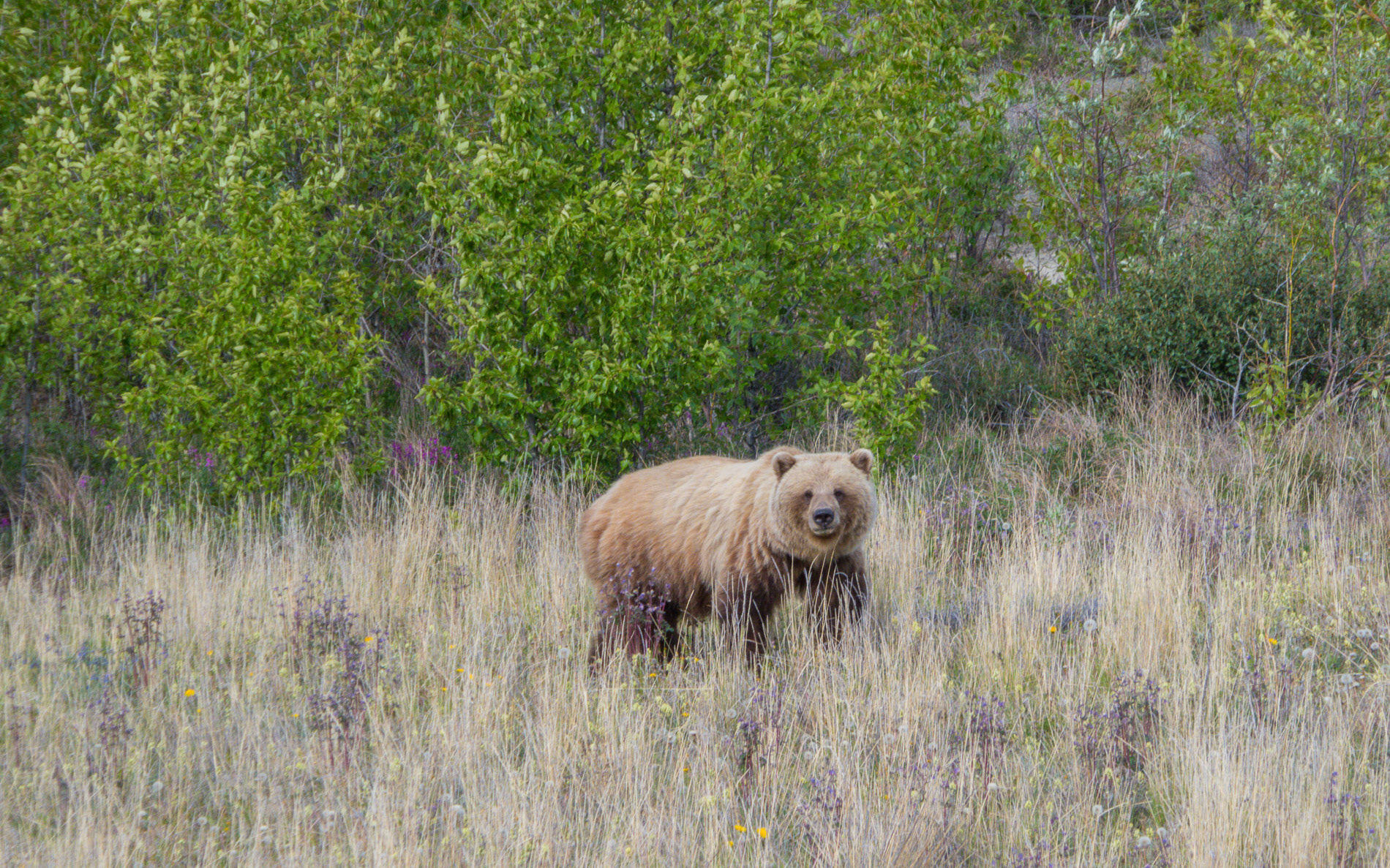 Grizzly am Staßenrand