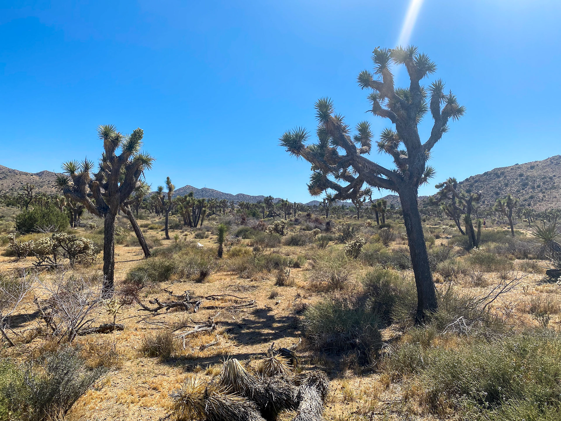 in der Nähe des Joshua Tree NP