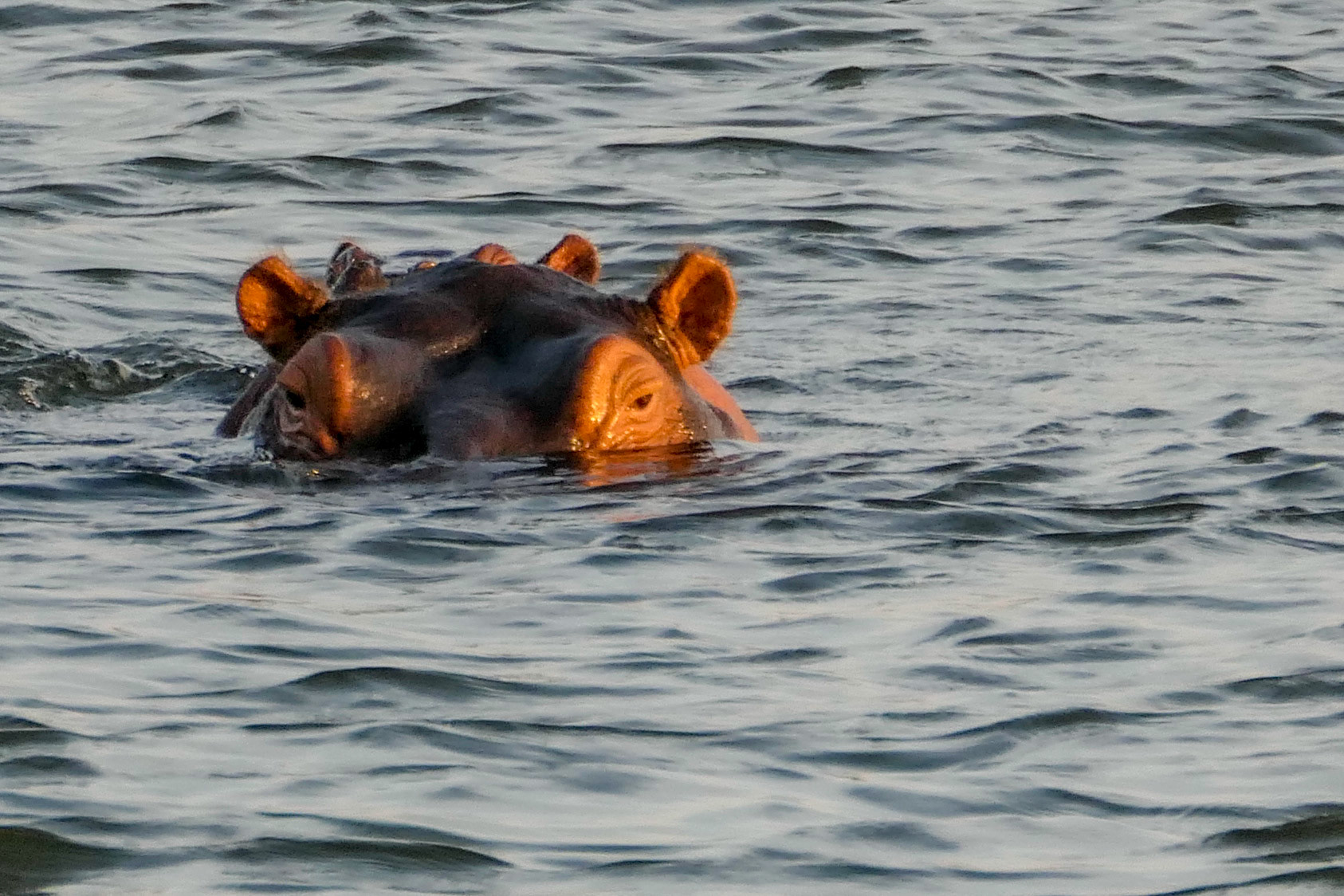 Hippos im Kavango