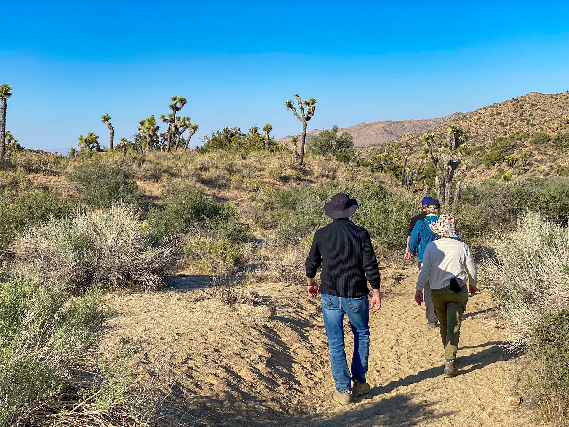 in der Nähe des Joshua Tree NP