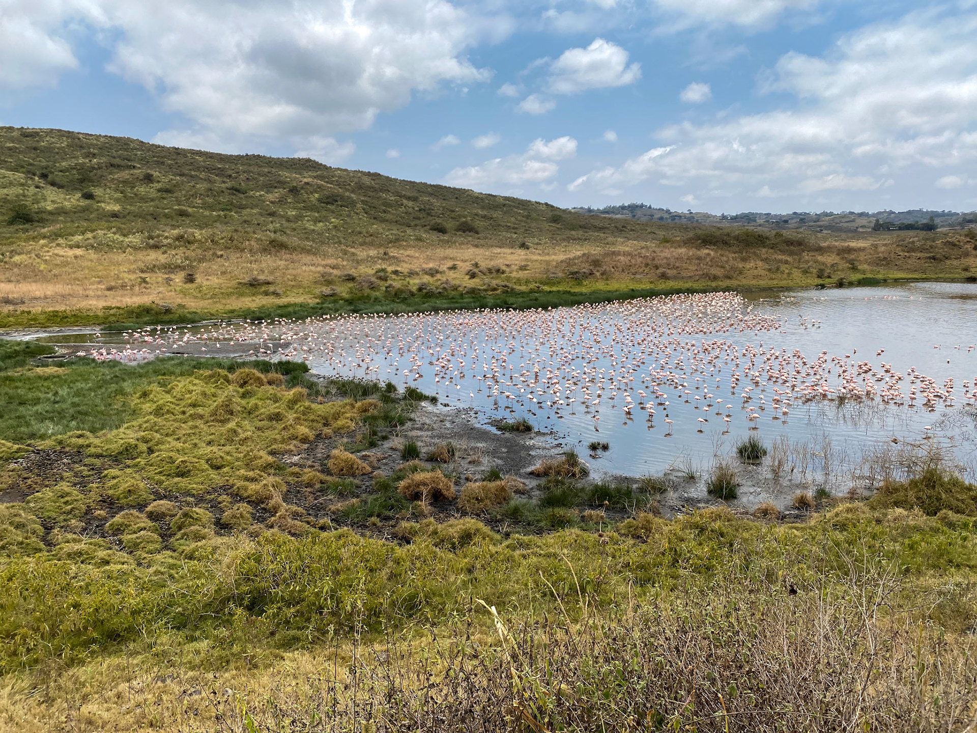 Flamingos in den Momella Seen