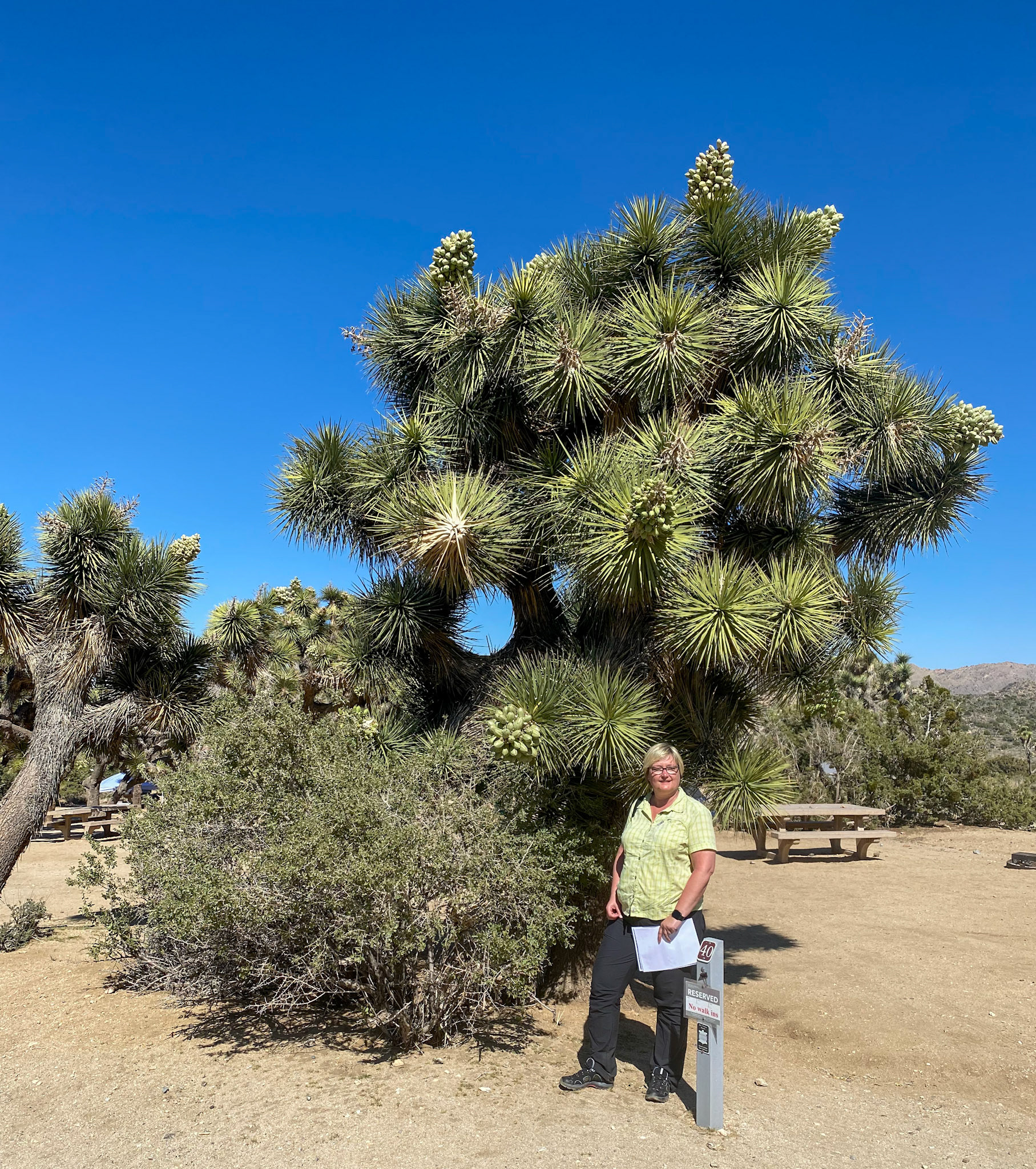 in der Nähe des Joshua Tree NP