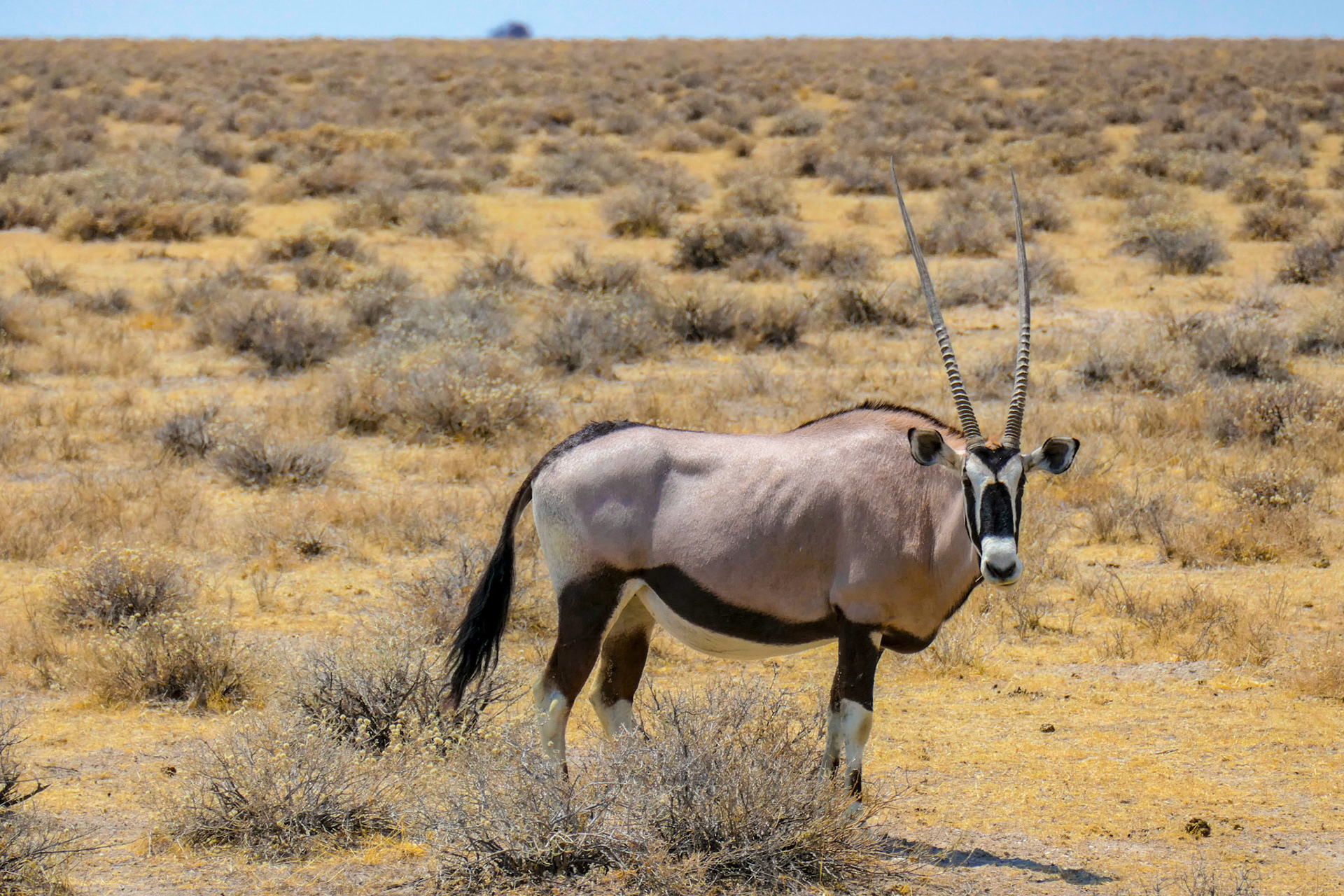 Oryx