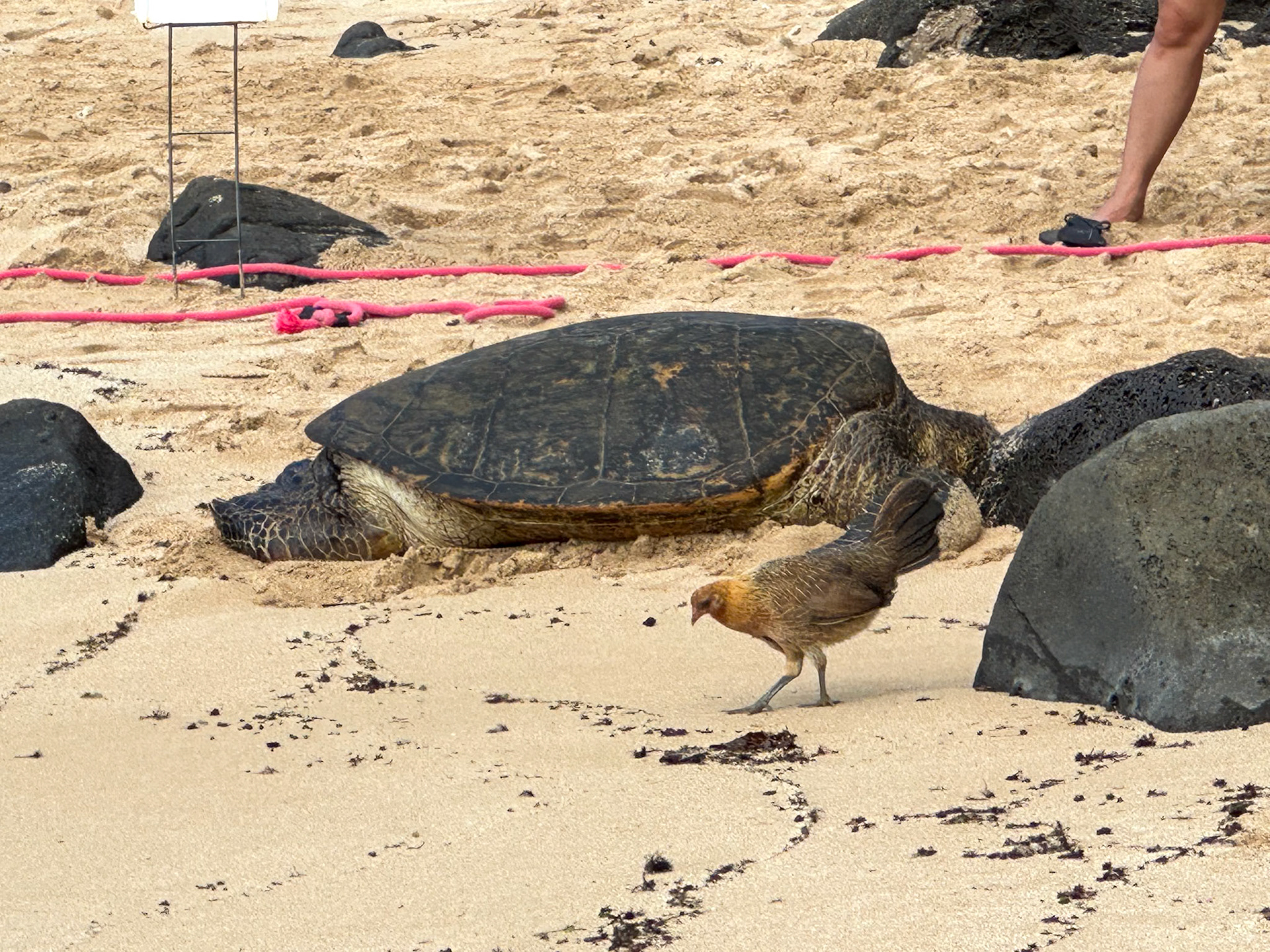 Laniakea Beach, Oahu