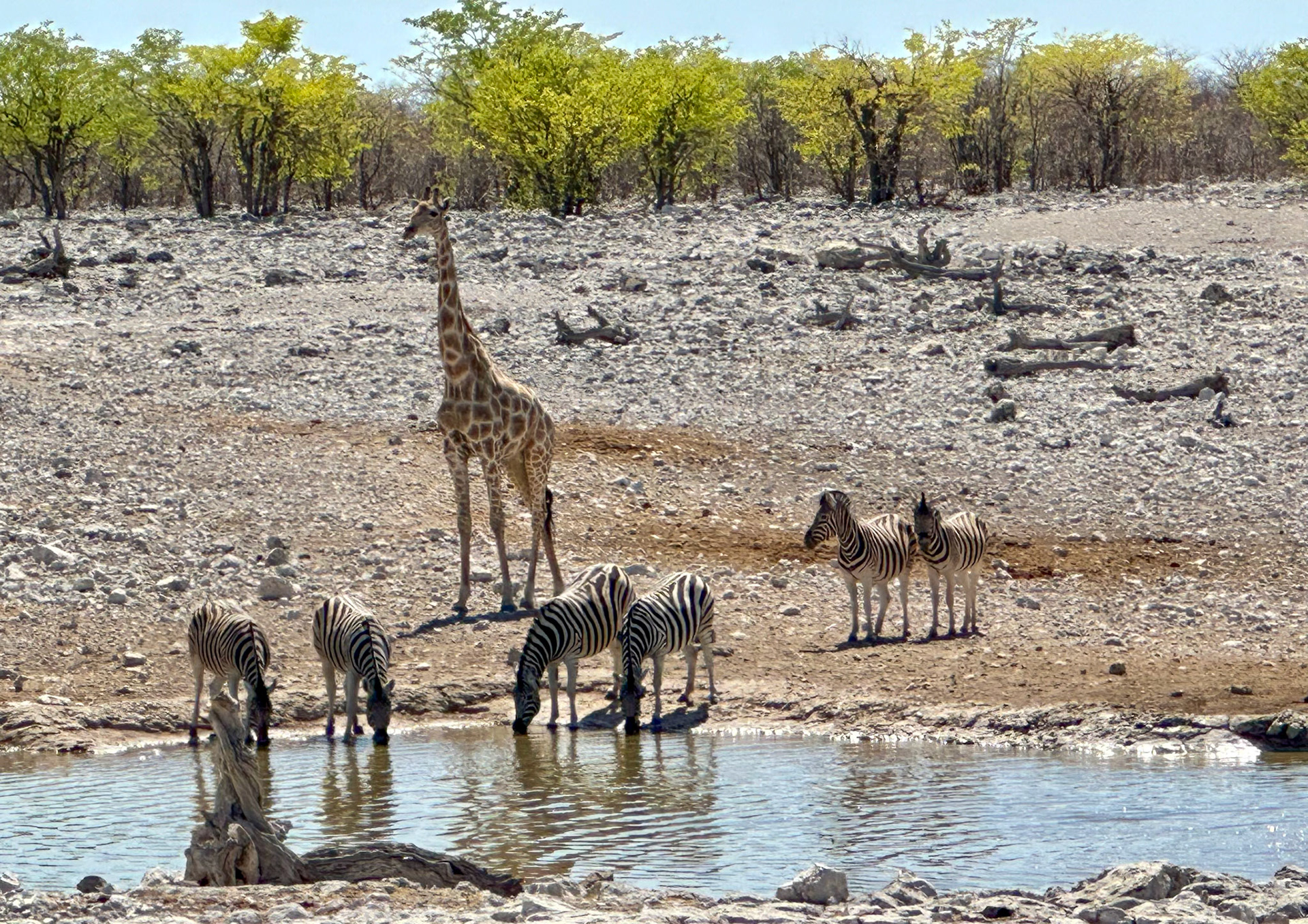Etosha