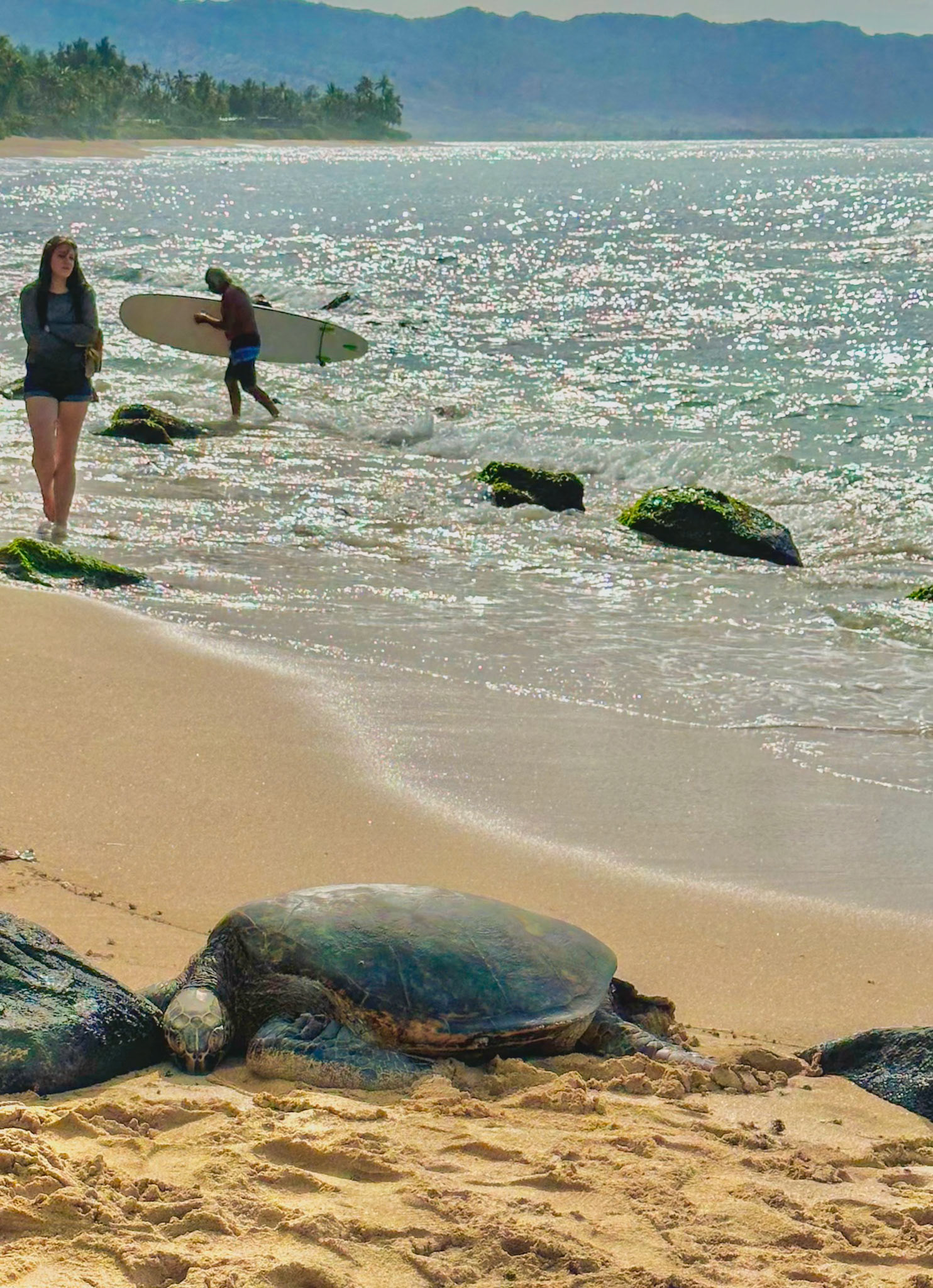 Honu (Meeresschildkröten) am Laniakea Beach, Oahu