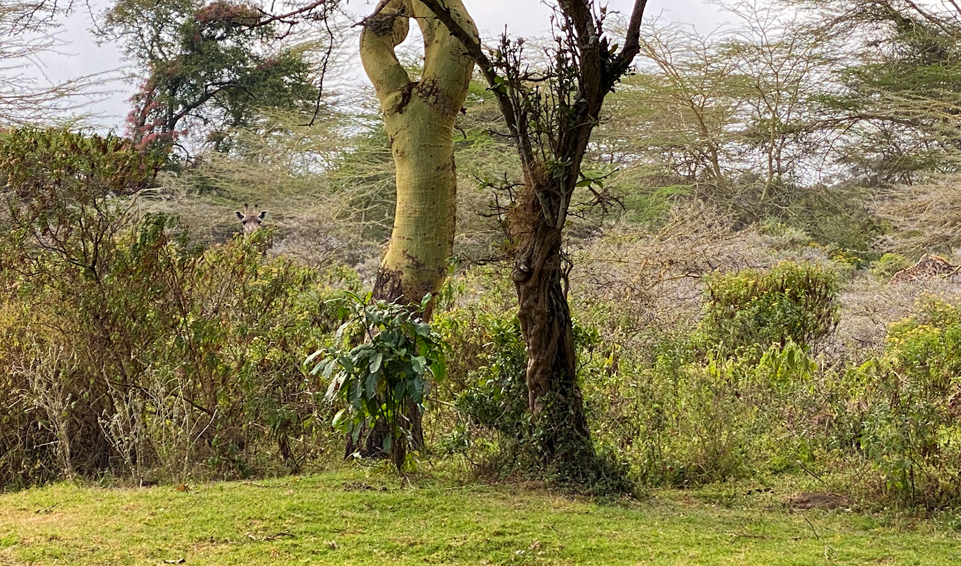 direkt vor unserer Zimmer-Tür: Giraffe!